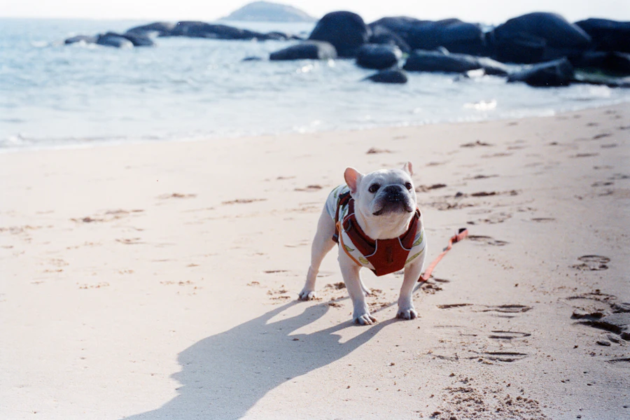 A french bulldog standing on a sandy beach