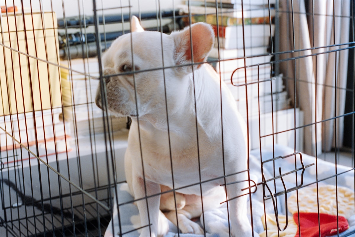 Dog transportation image background image