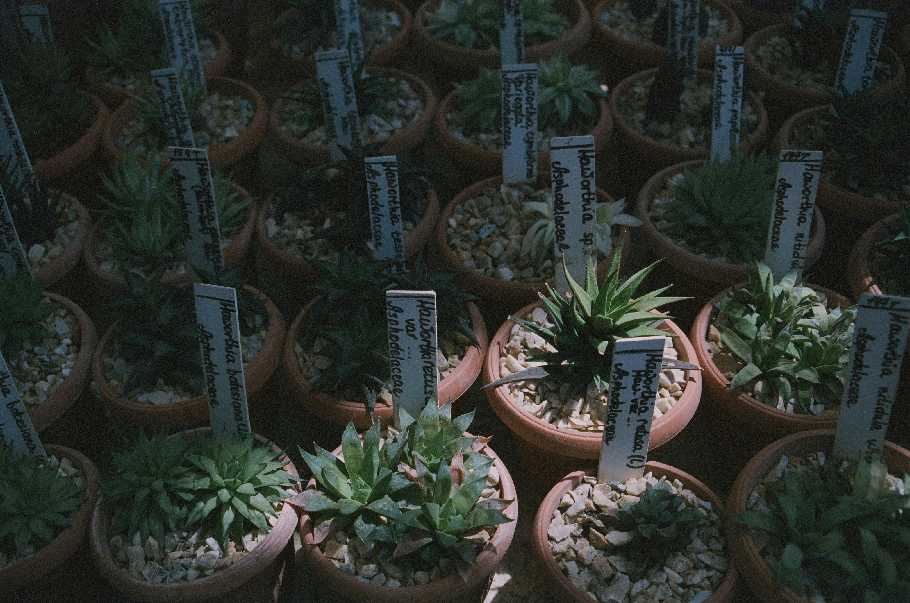 Potted succulents with care labels at a Waterloo nursery for sustainable gardening.
