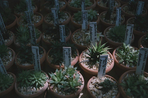 Potted succulents with labels