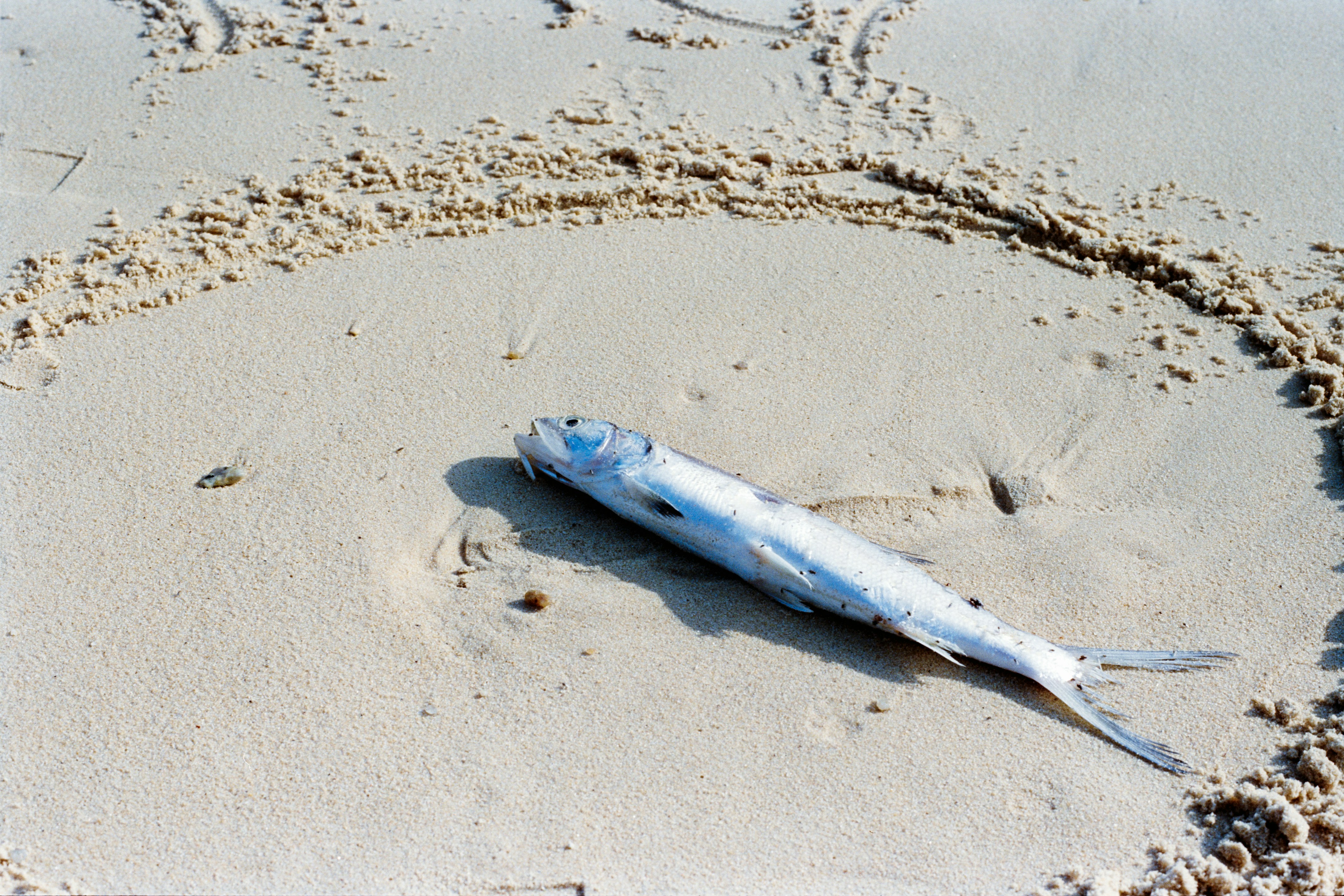 Seekor ikan mati tergeletak di pantai berpasir.