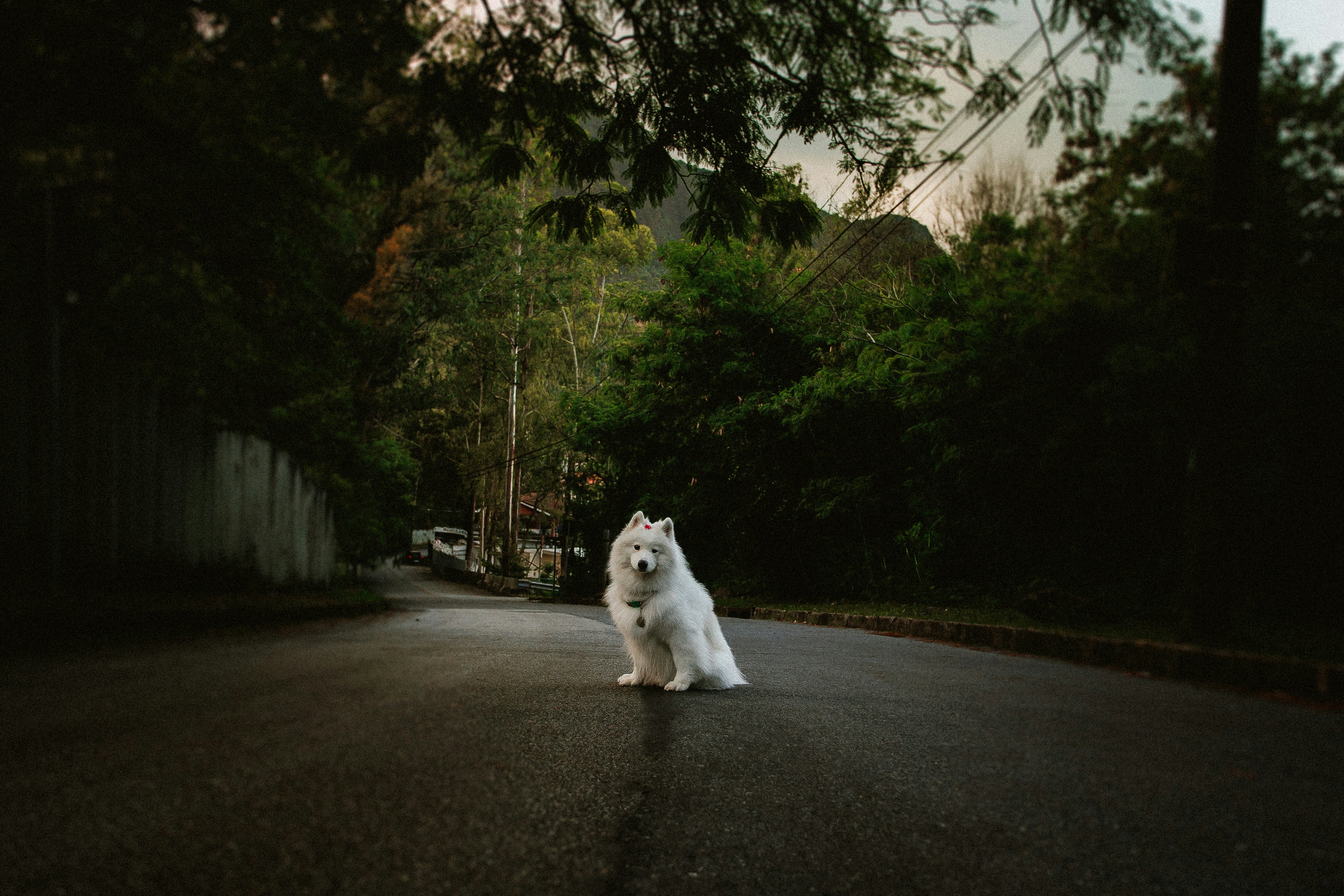 A white dog sits on a wet asphalt road.