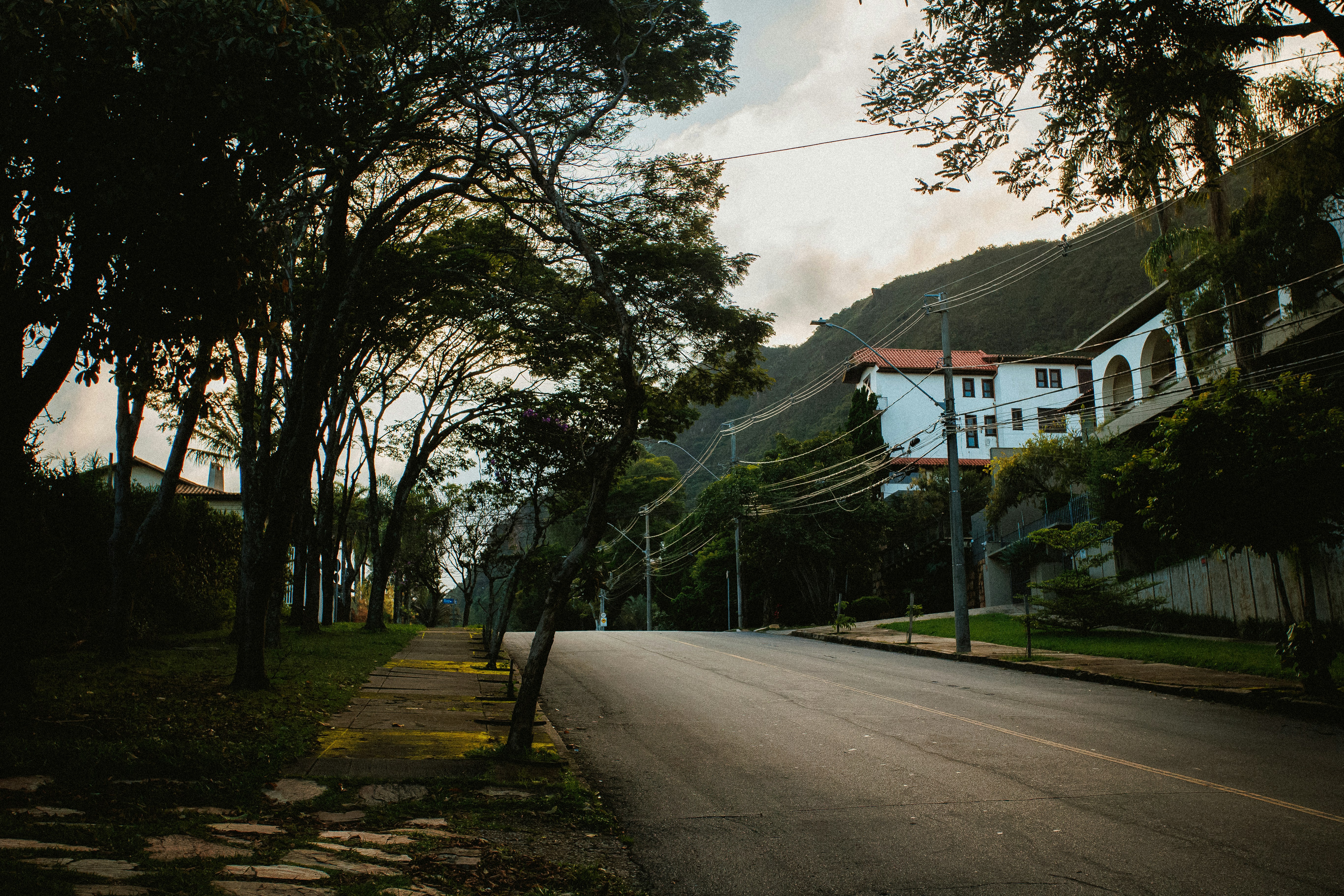 Baumgesäumte Straße mit Häusern auf einem Hügel.