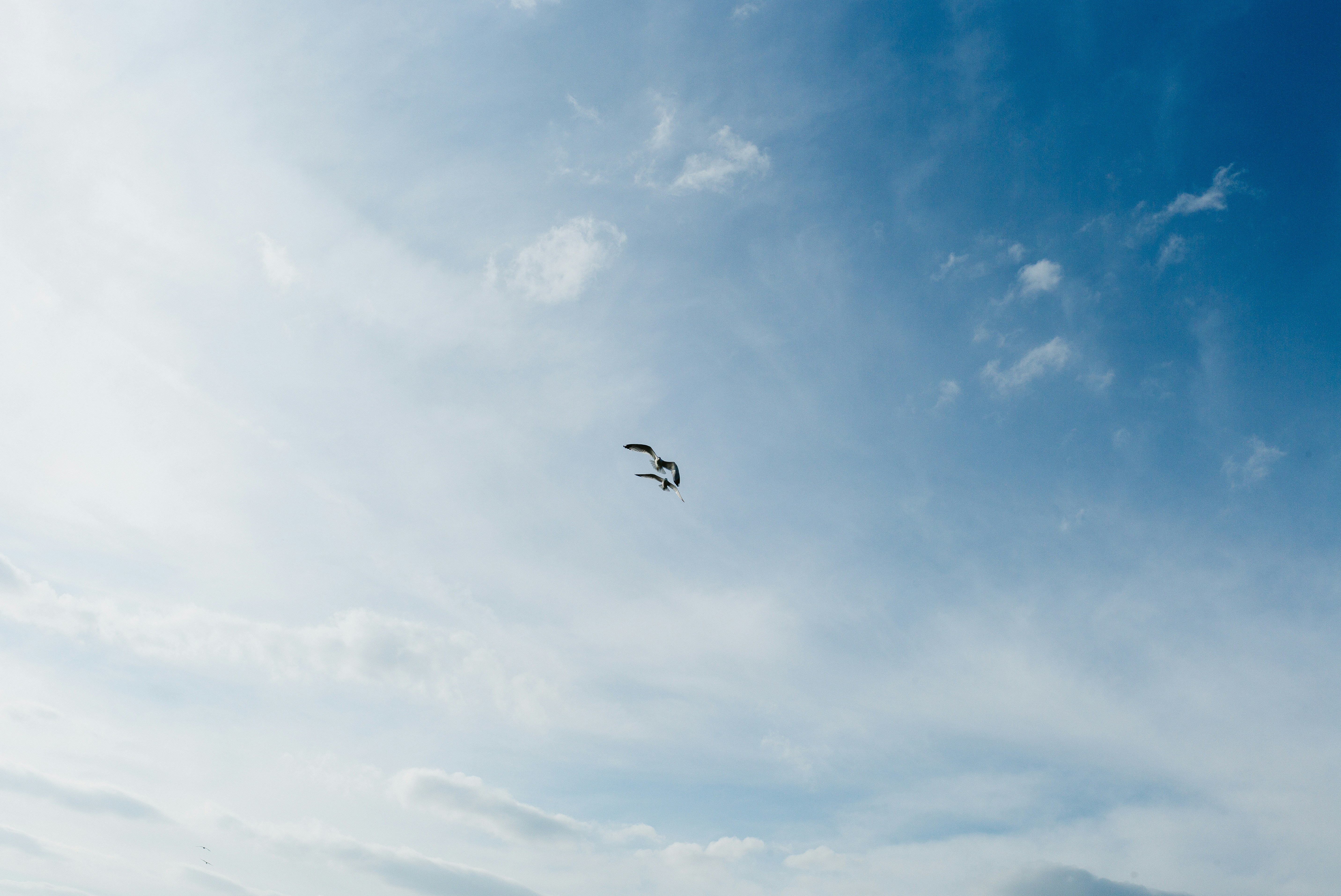 Un uccello che vola in un cielo azzurro brillante.