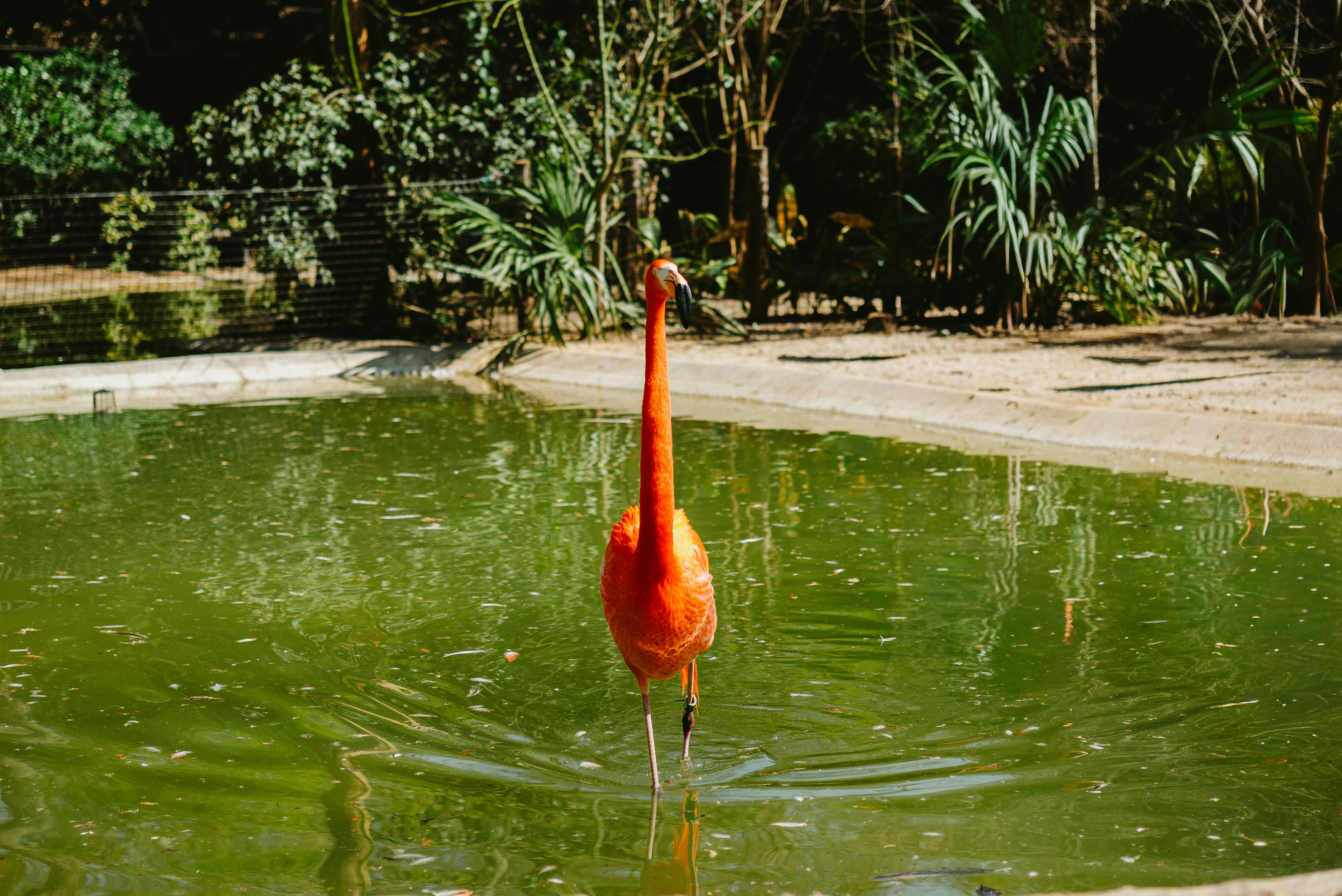 Un fenicottero arancione brillante cammina nell'acqua verde.