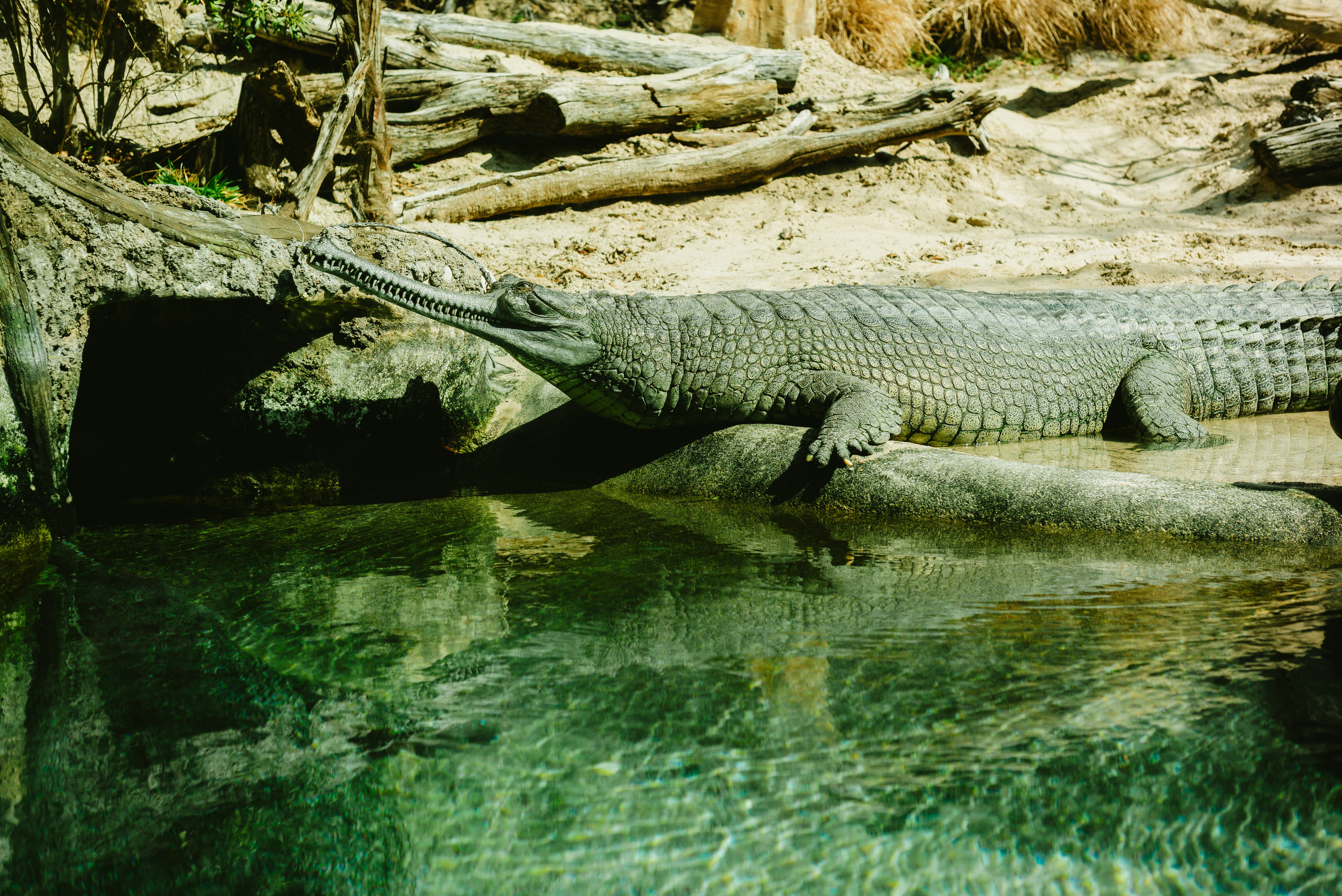 Un gharial si posa su una roccia vicino all'acqua