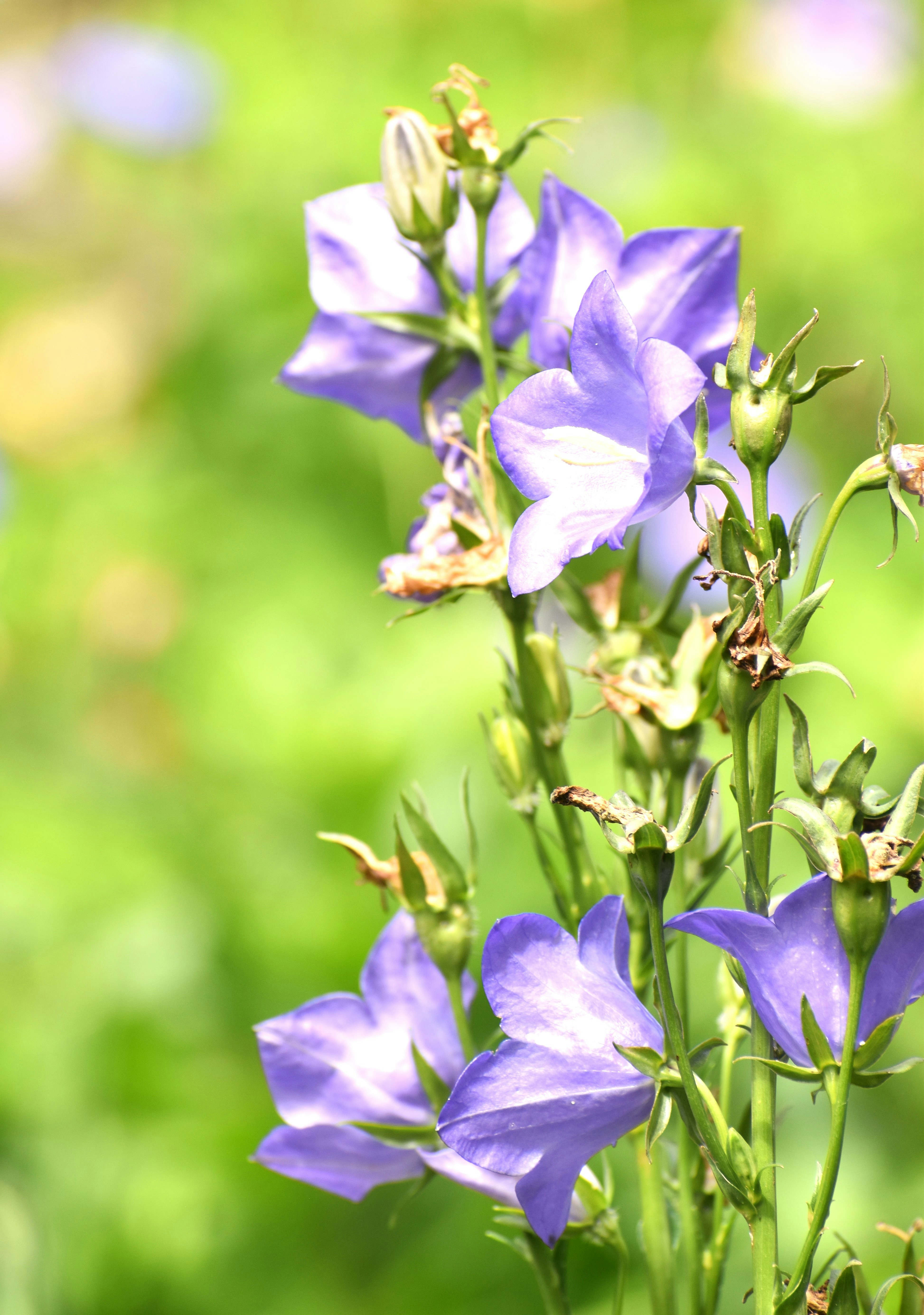 Photo by danielelarosa