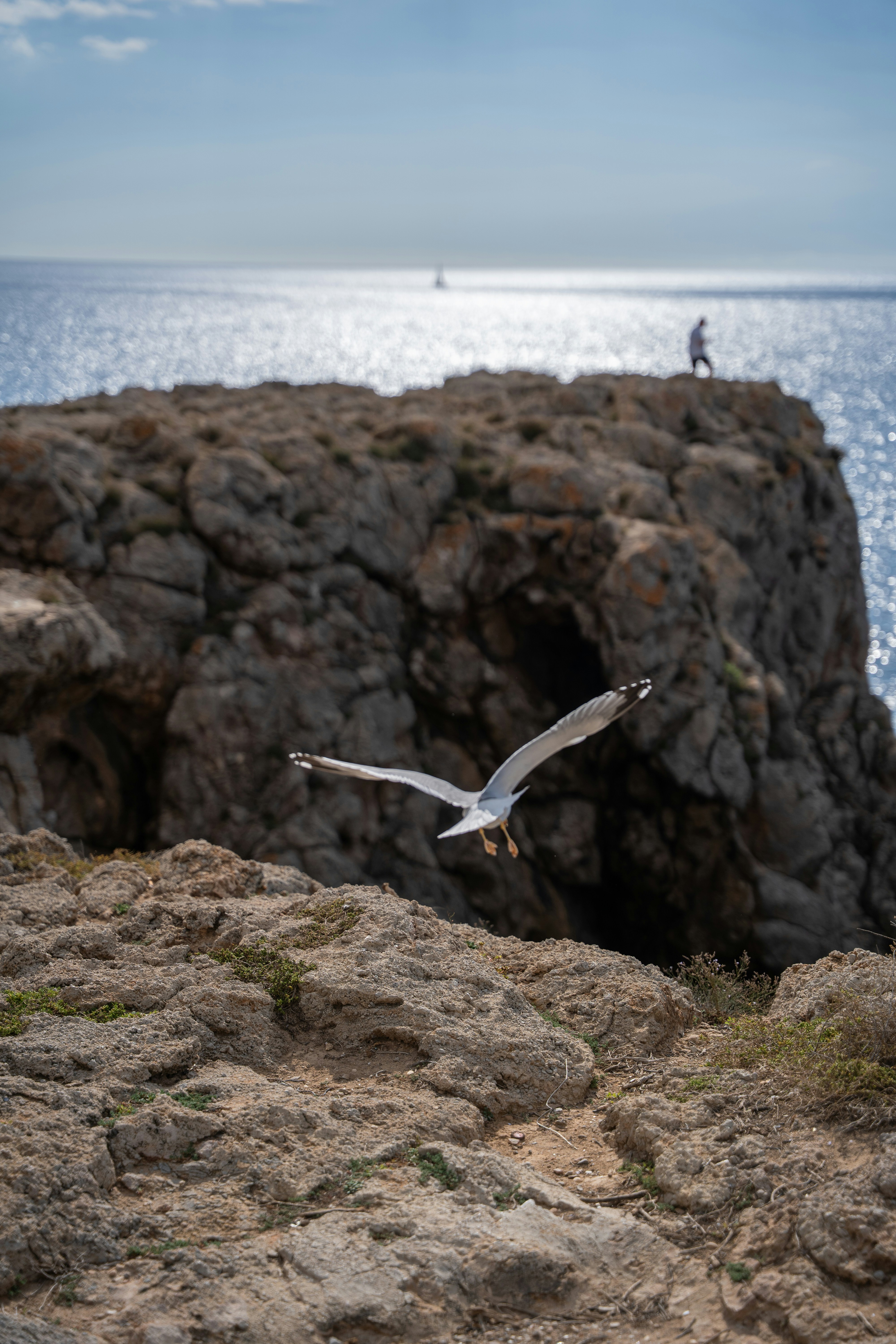 Uma gaivota voando sobre uma costa rochosa com o oceano.