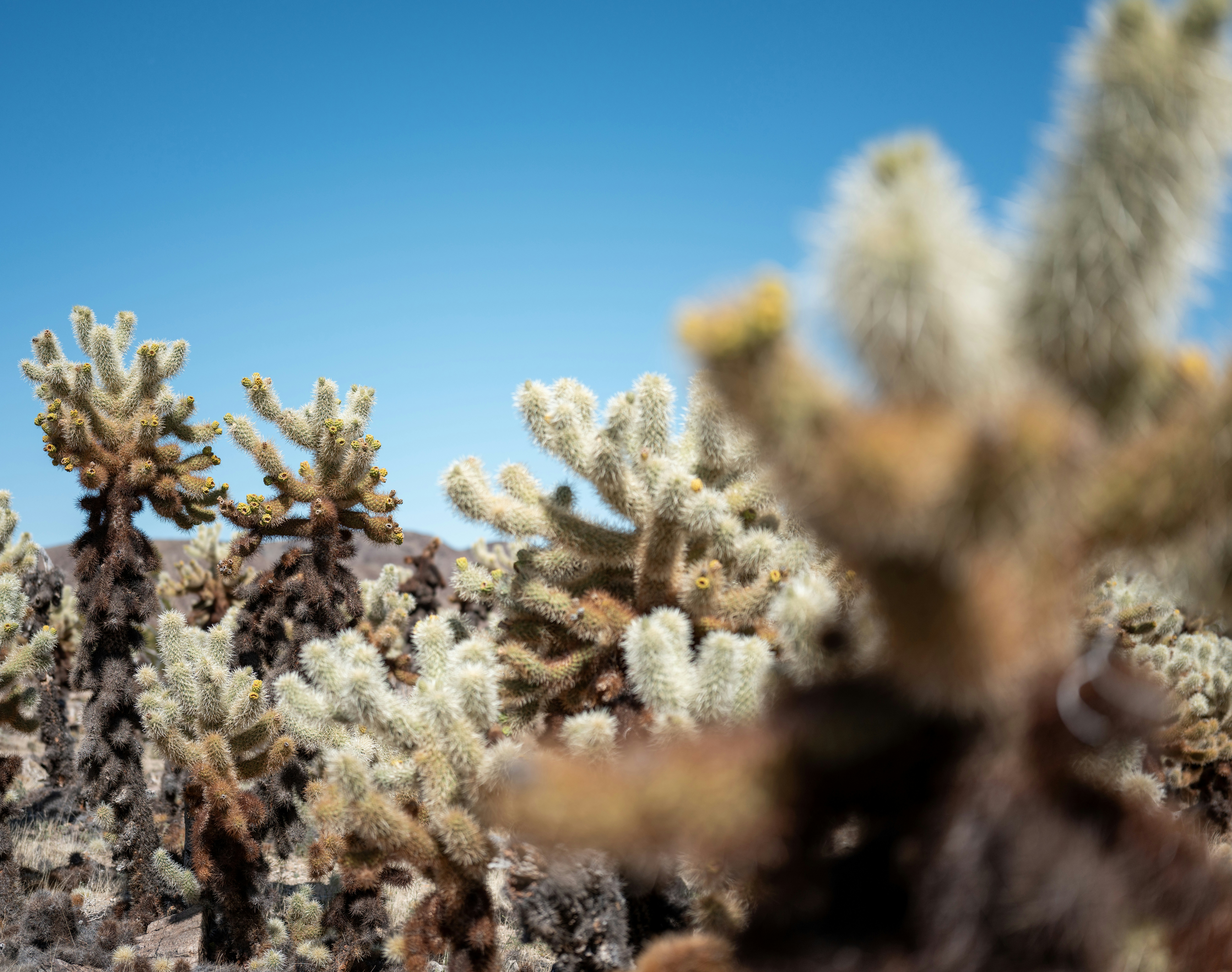 Photo by ramongilabert