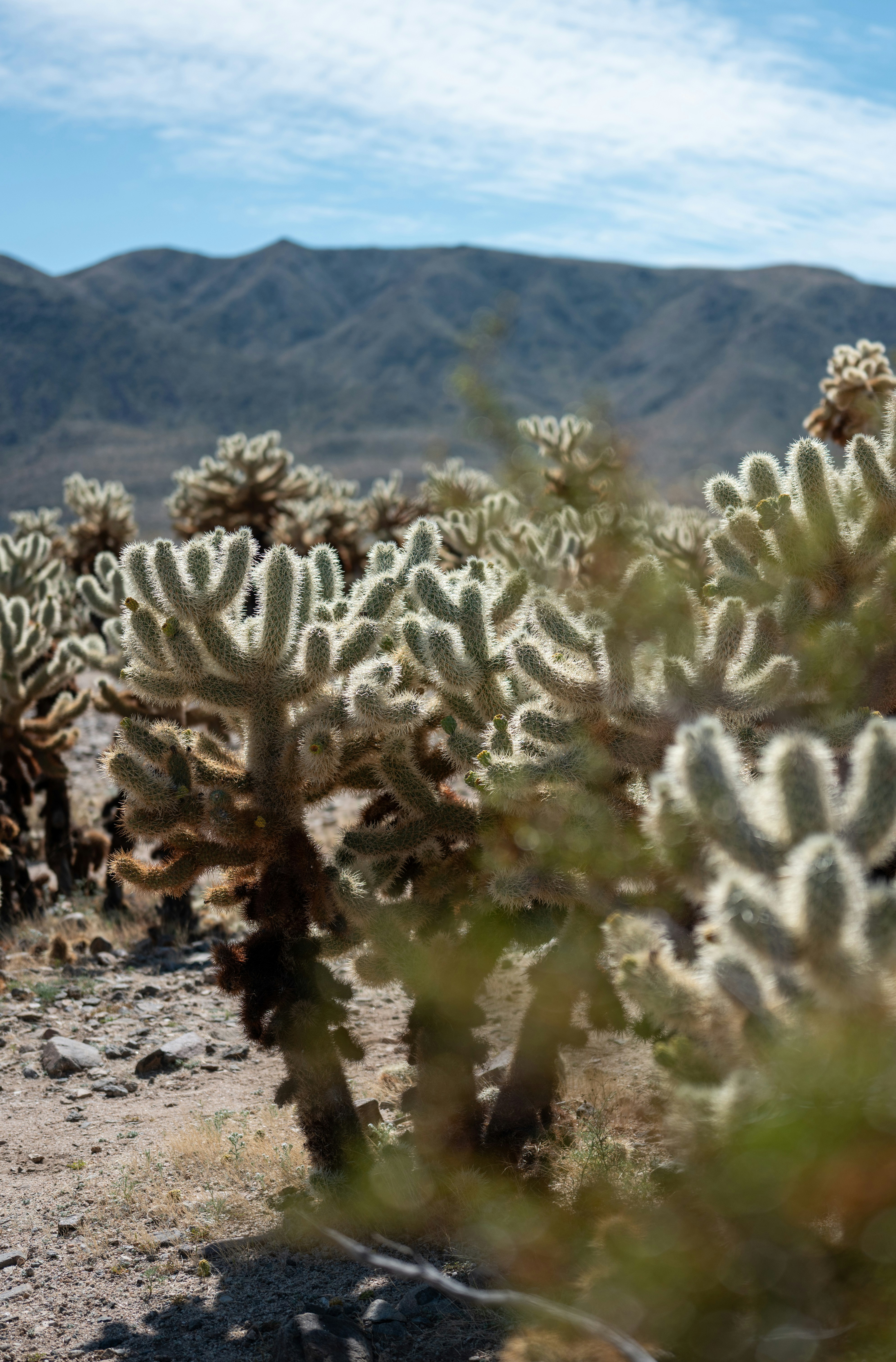 Photo by ramongilabert