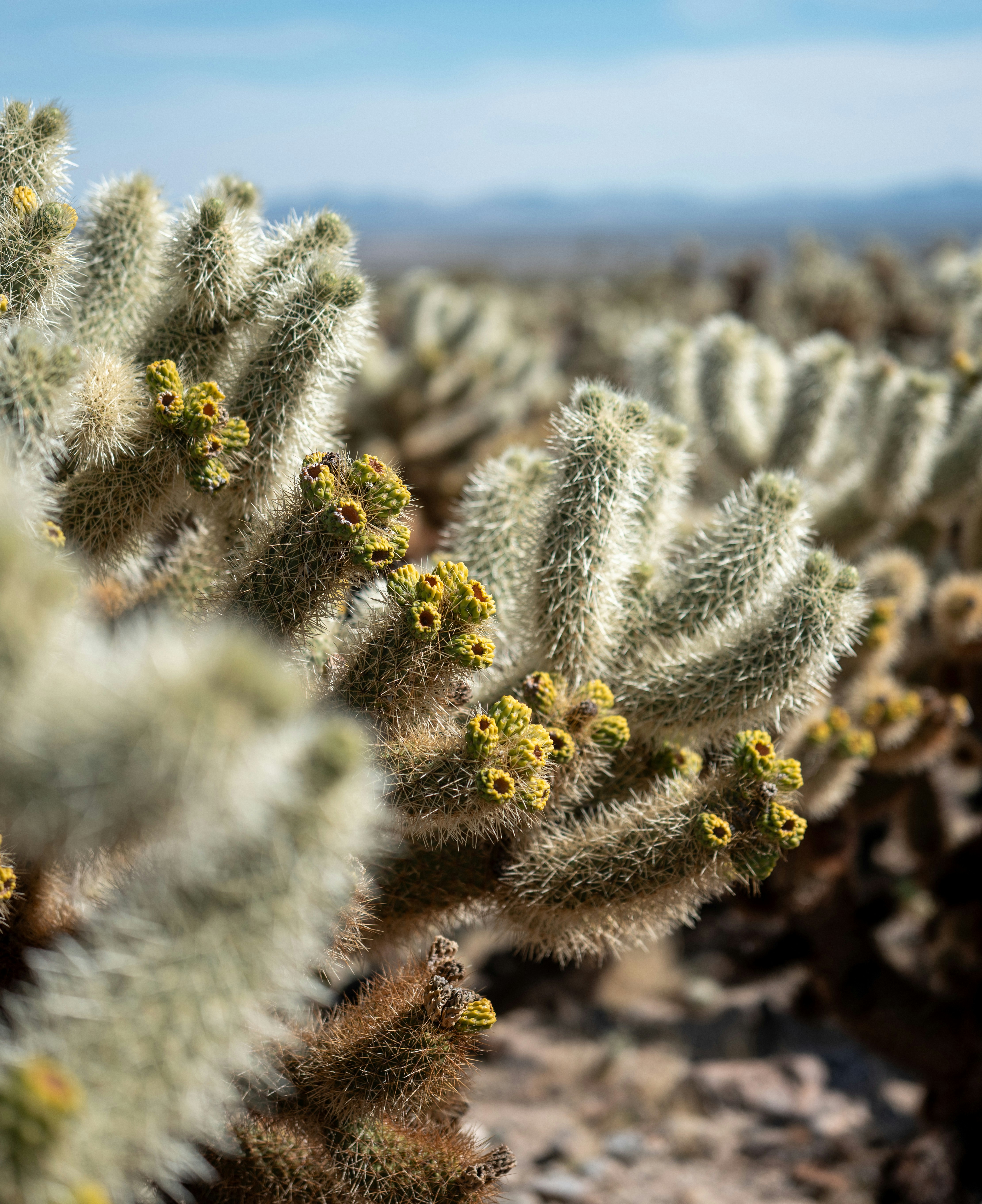 Photo by ramongilabert