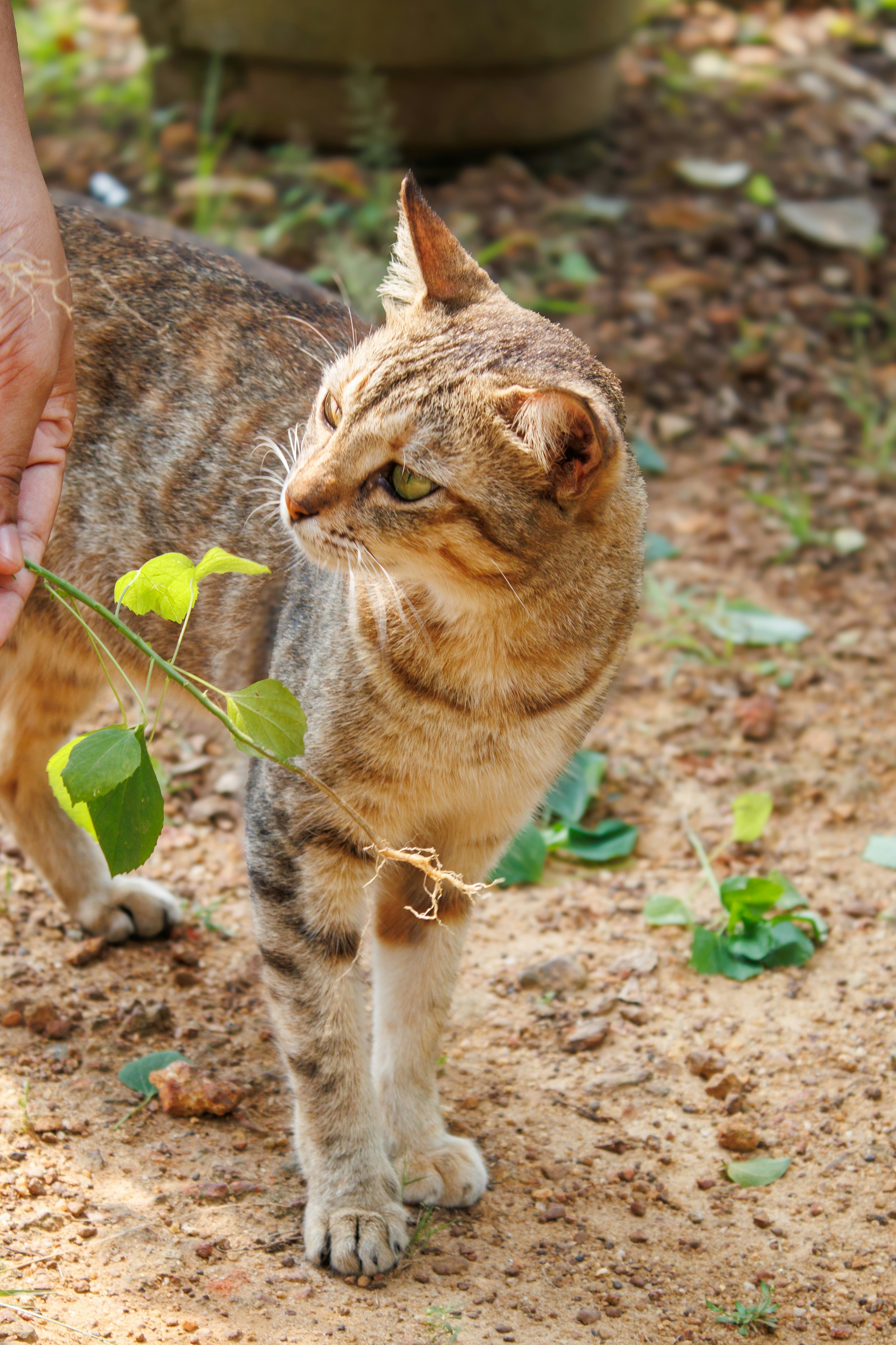 Un gato atigrado mira hacia un lado cercano