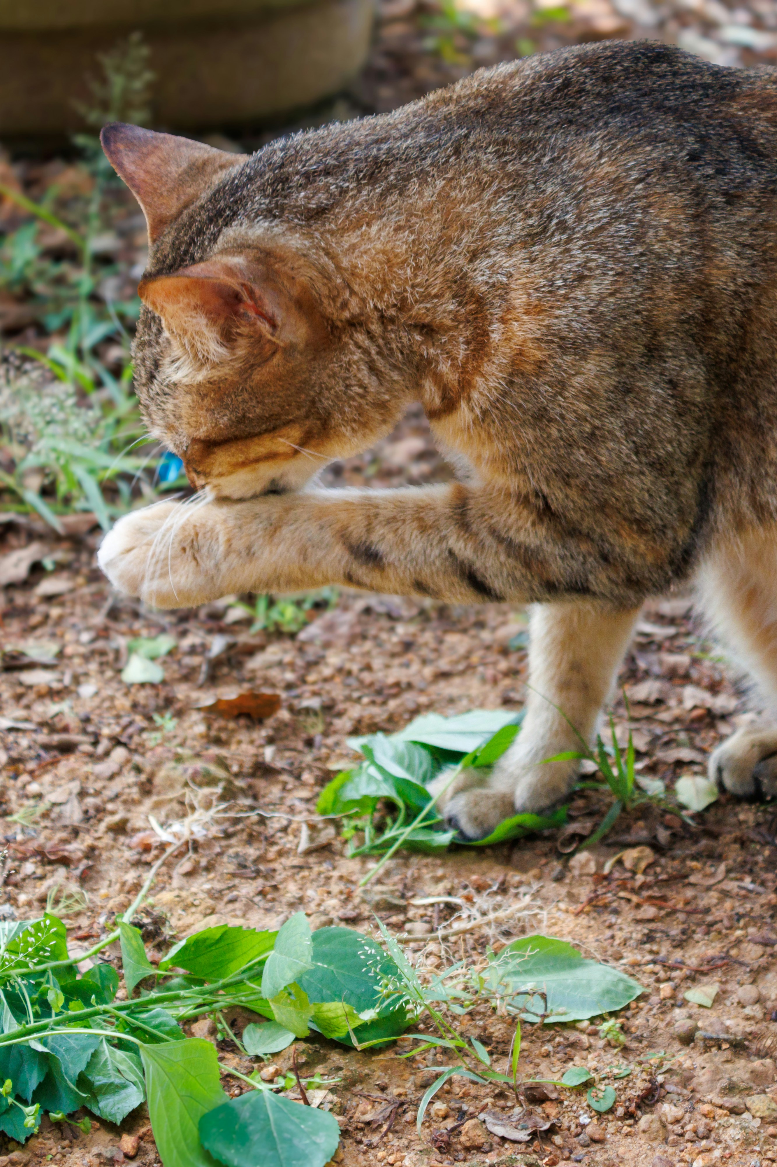 Un gato atigrado se lava la pata al aire libre.