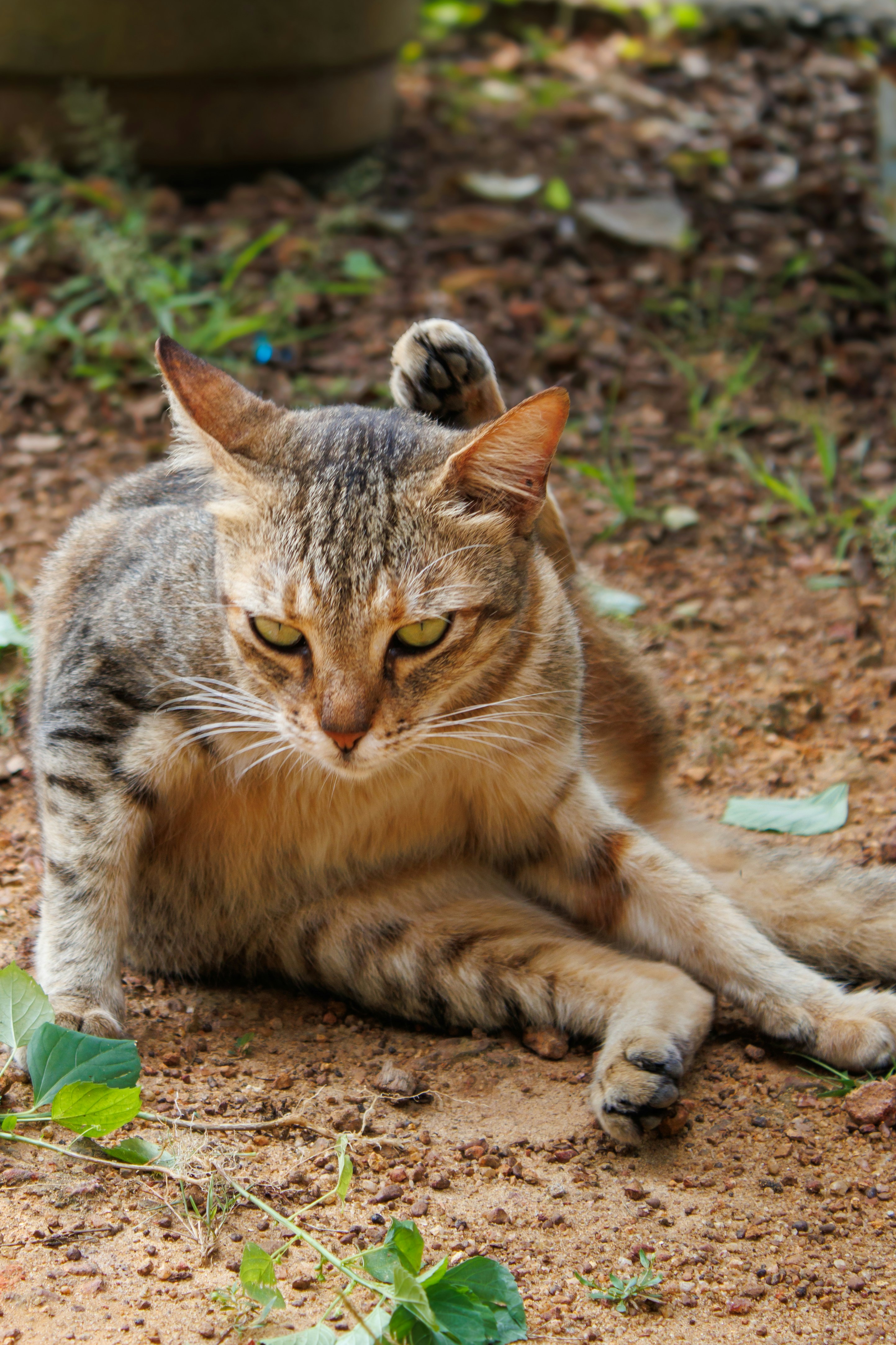 Un gato atigrado sentado en el suelo al aire libre.
