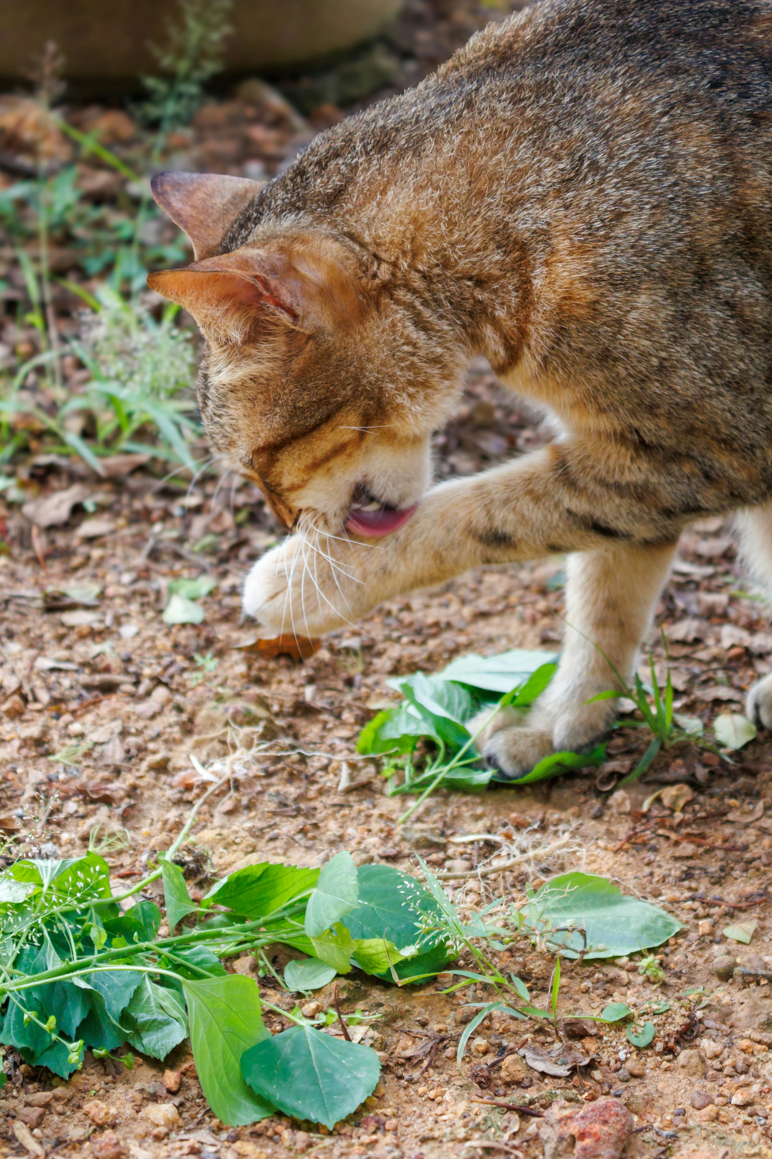 Un gato atigrado se acicala en el suelo.