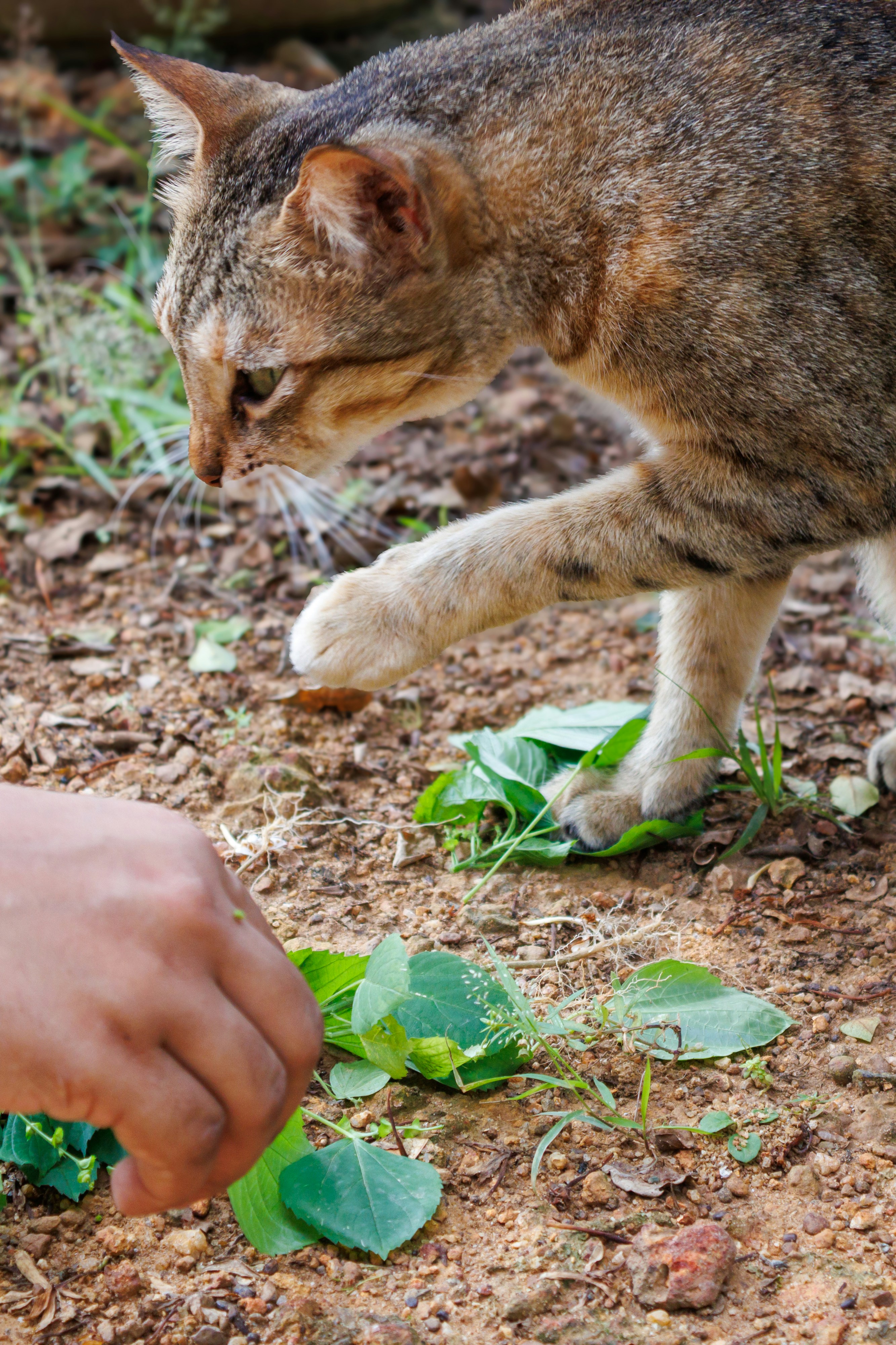 Un gato inspecciona con curiosidad las hojas que ofrece una mano.