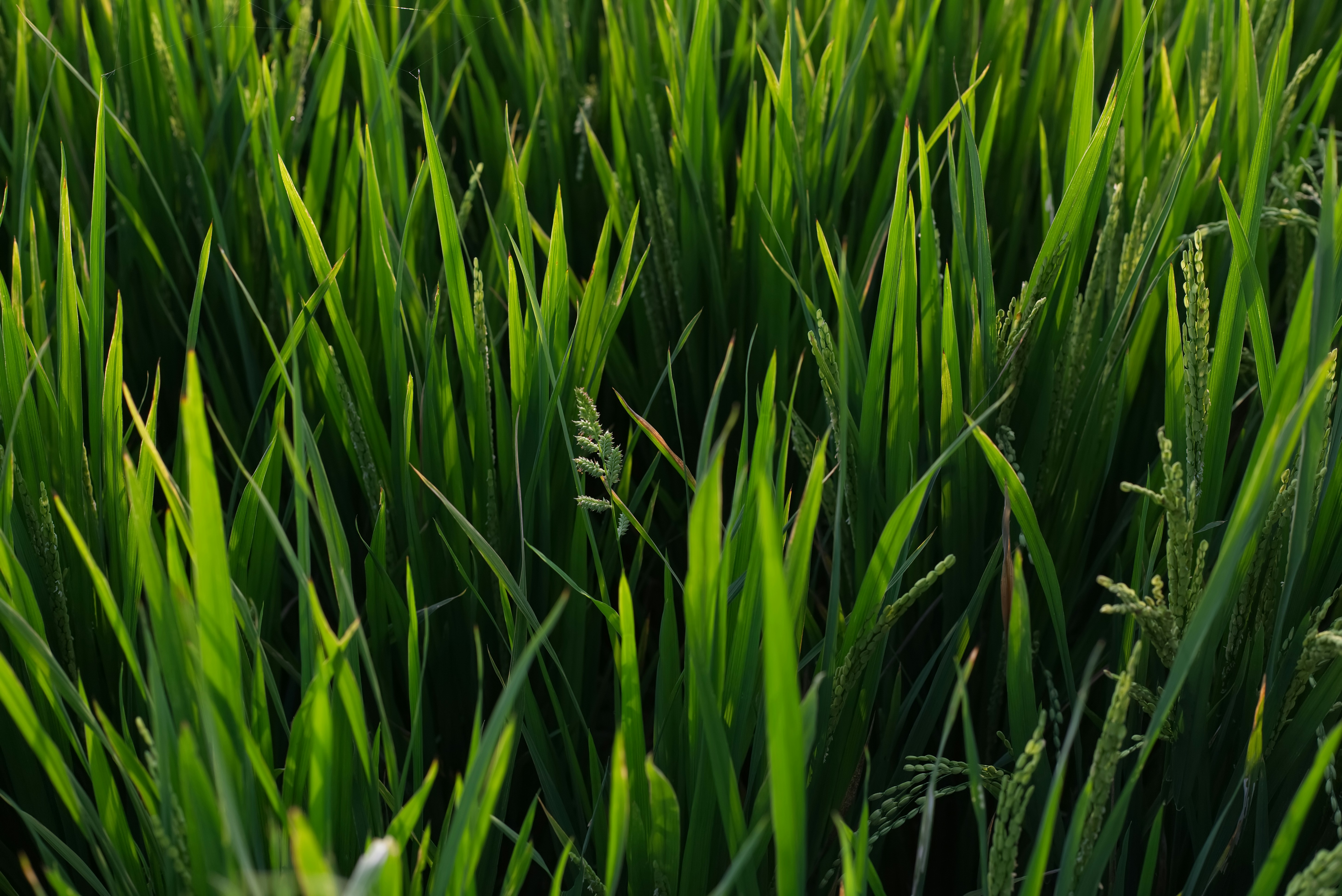 Photo by albertroyishere