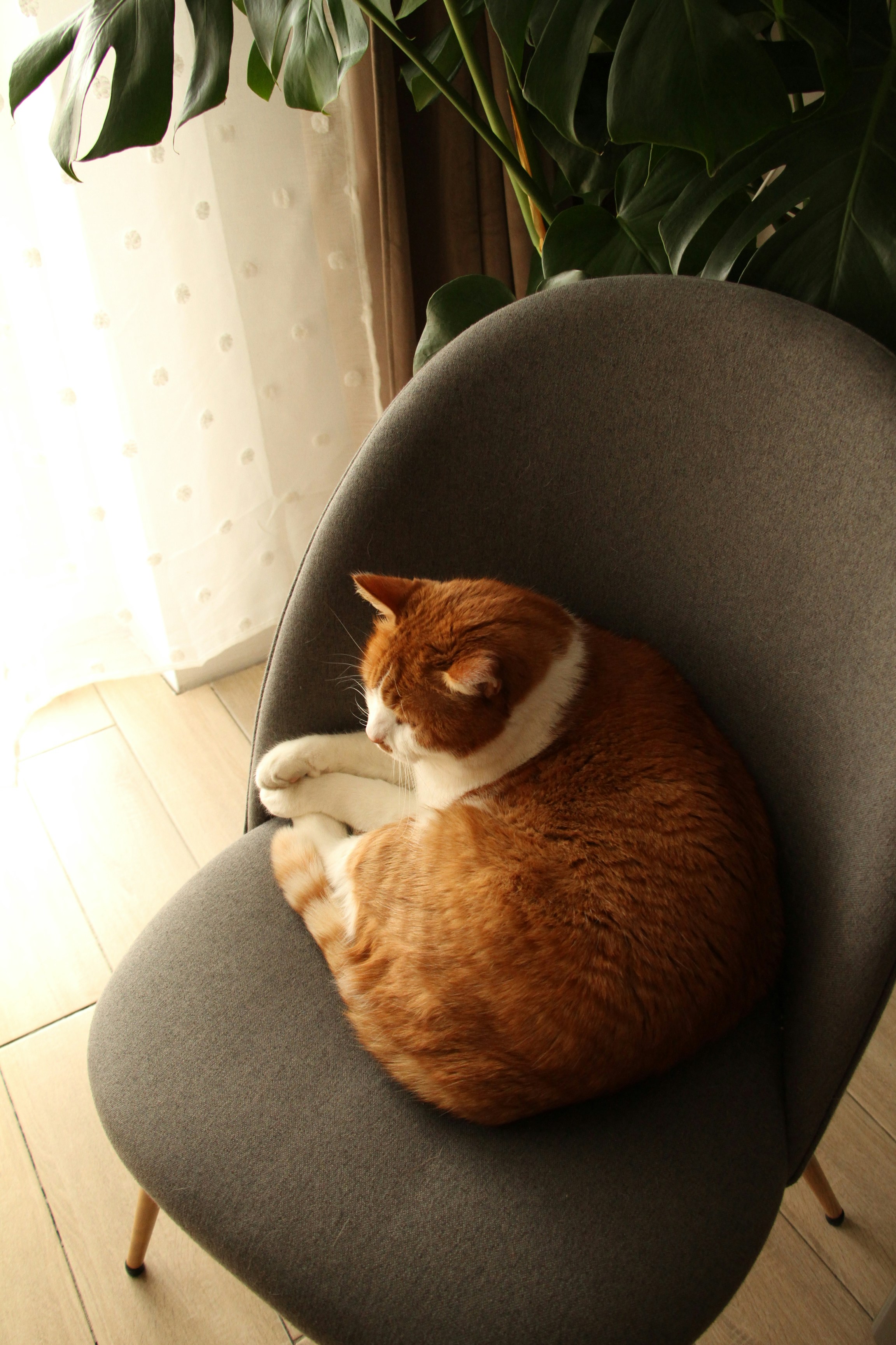 Eine orange-weiße Katze schläft auf einem Stuhl.