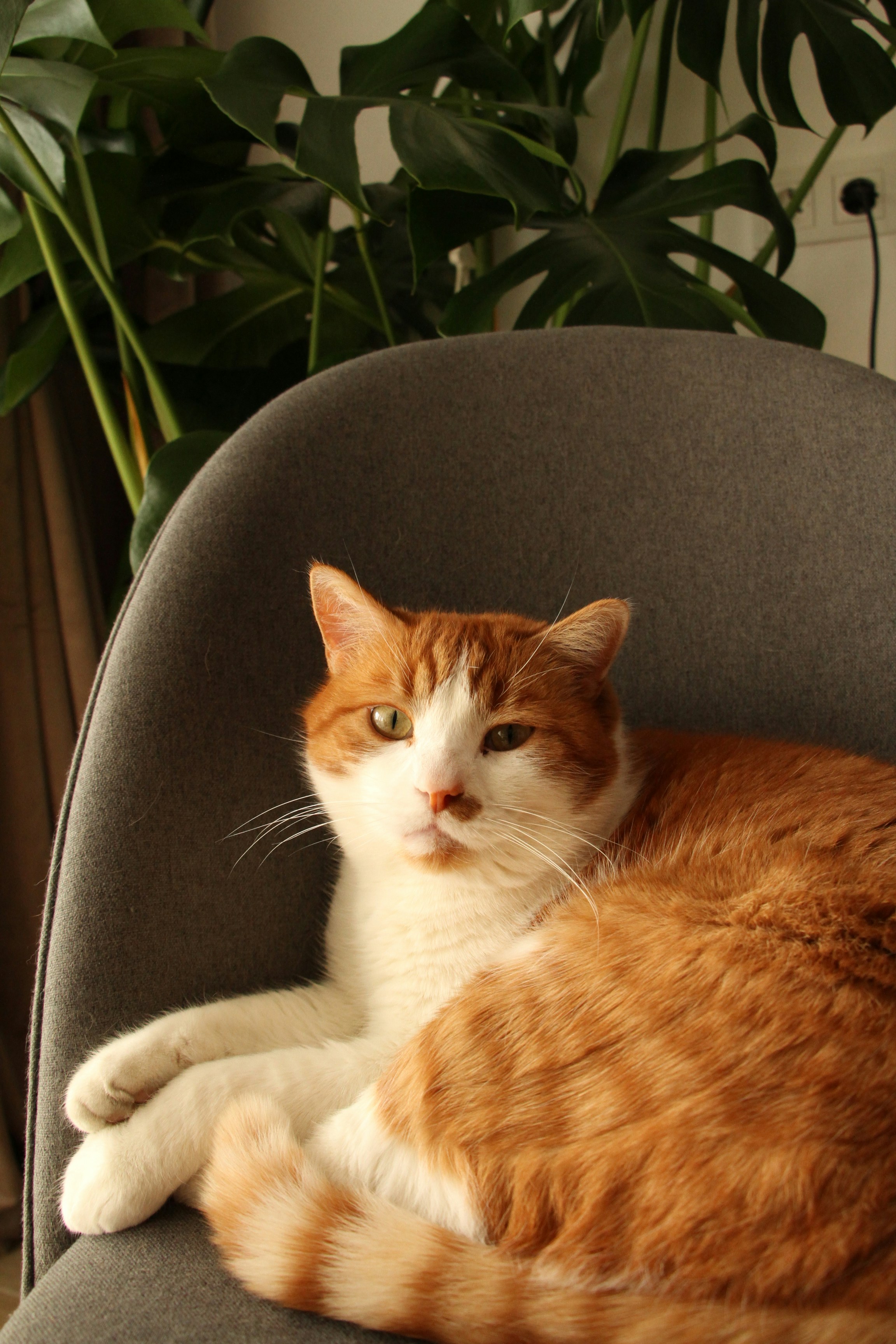 Eine orange-weiße Katze ruht auf einem Stuhl.