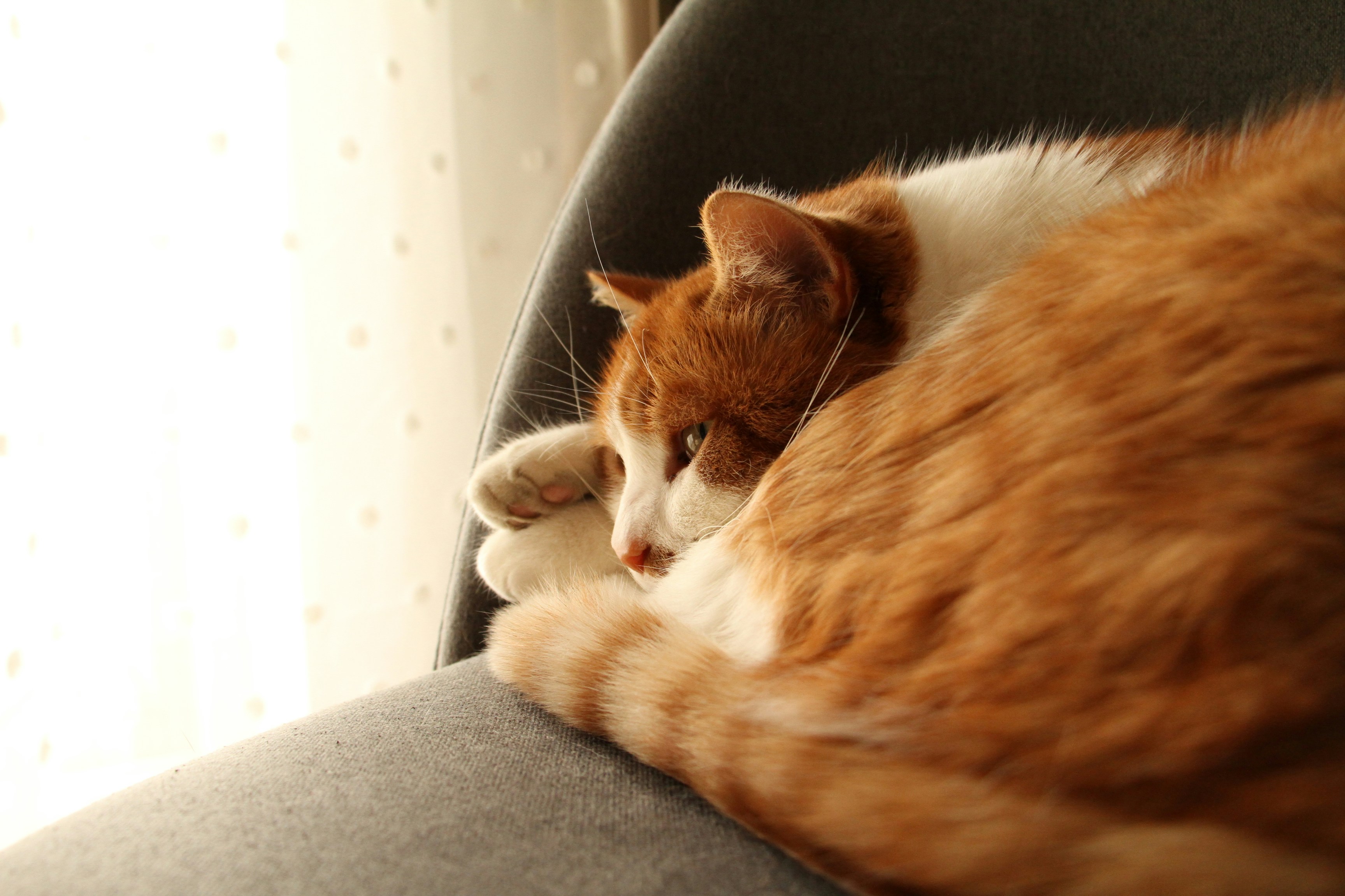 Photo by dmytrodovgan