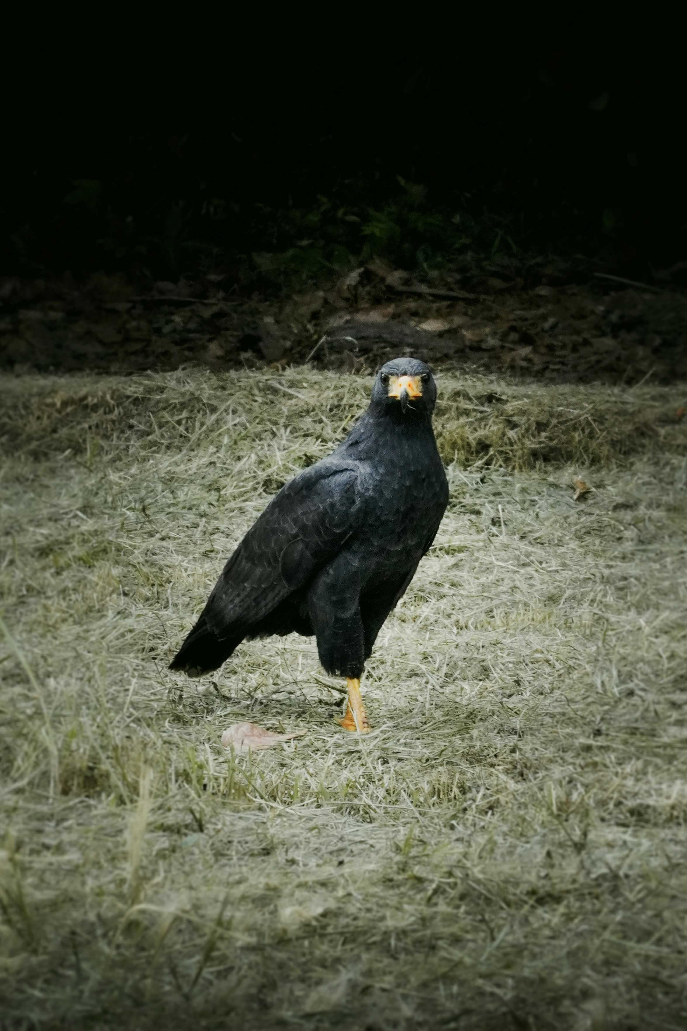 Un oiseau noir aux pieds jaunes se tient sur l’herbe.
