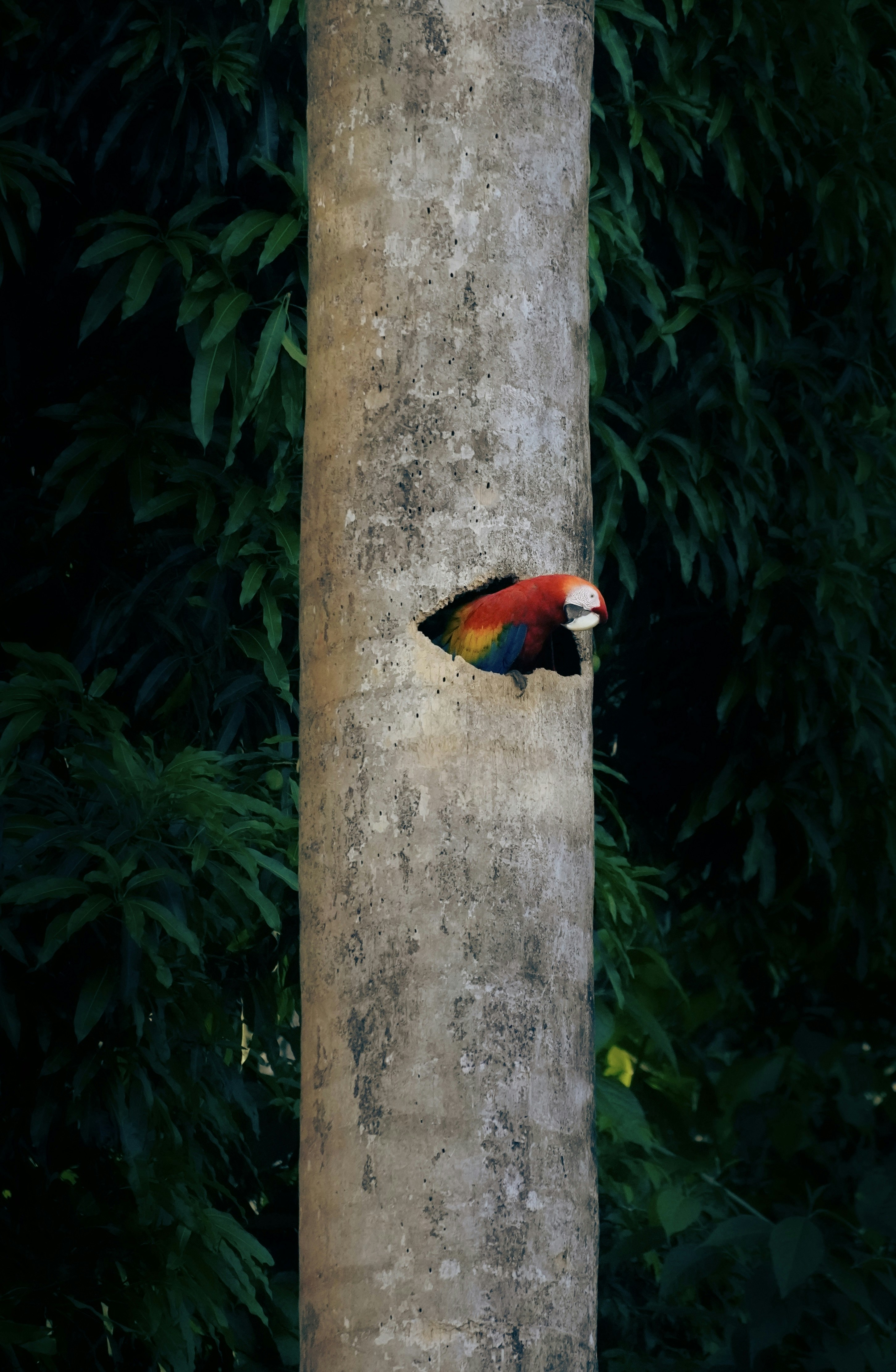 Un perroquet coloré dépasse d’un creux d’arbre.