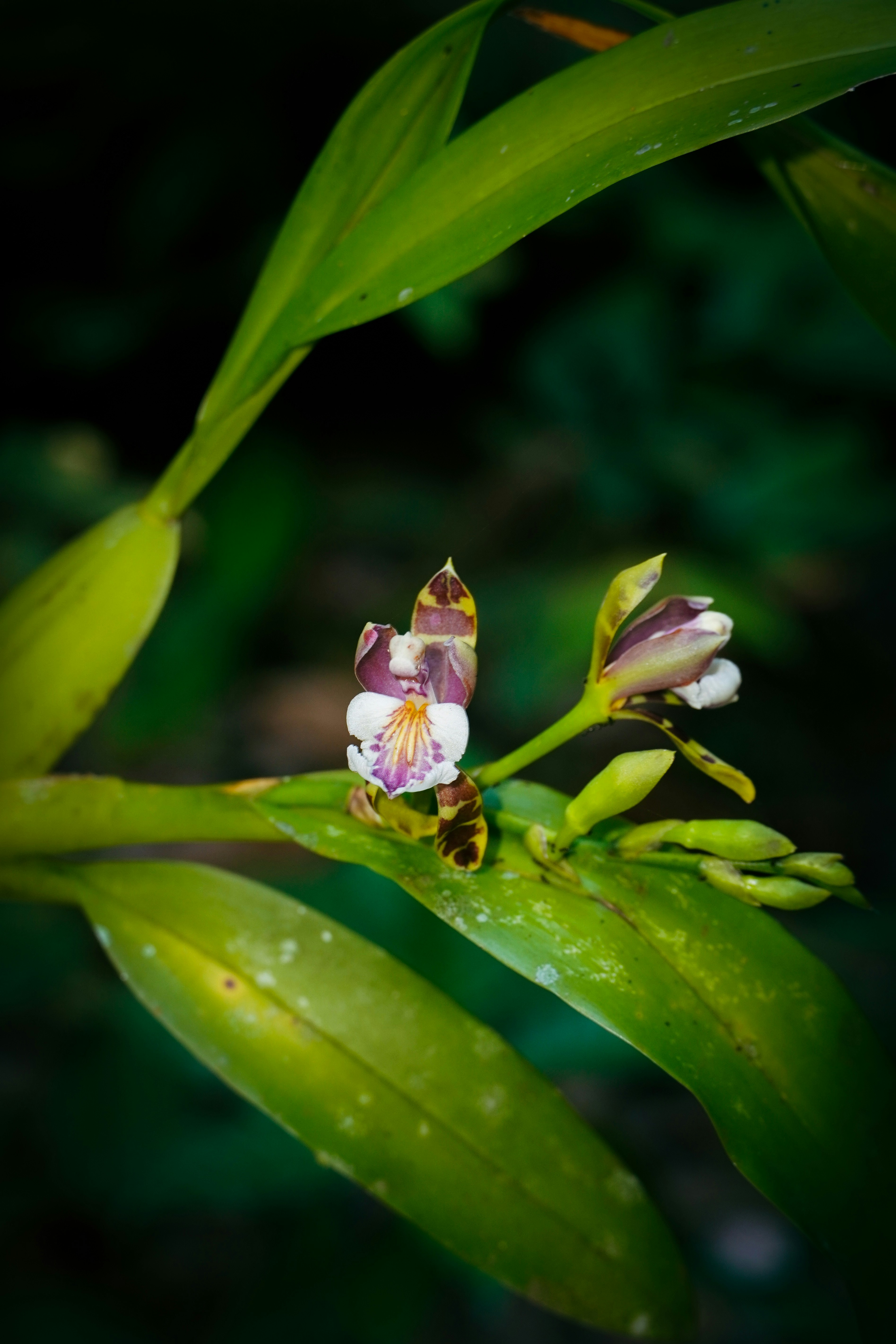De délicates fleurs d’orchidée fleurissent sur une tige feuillue.