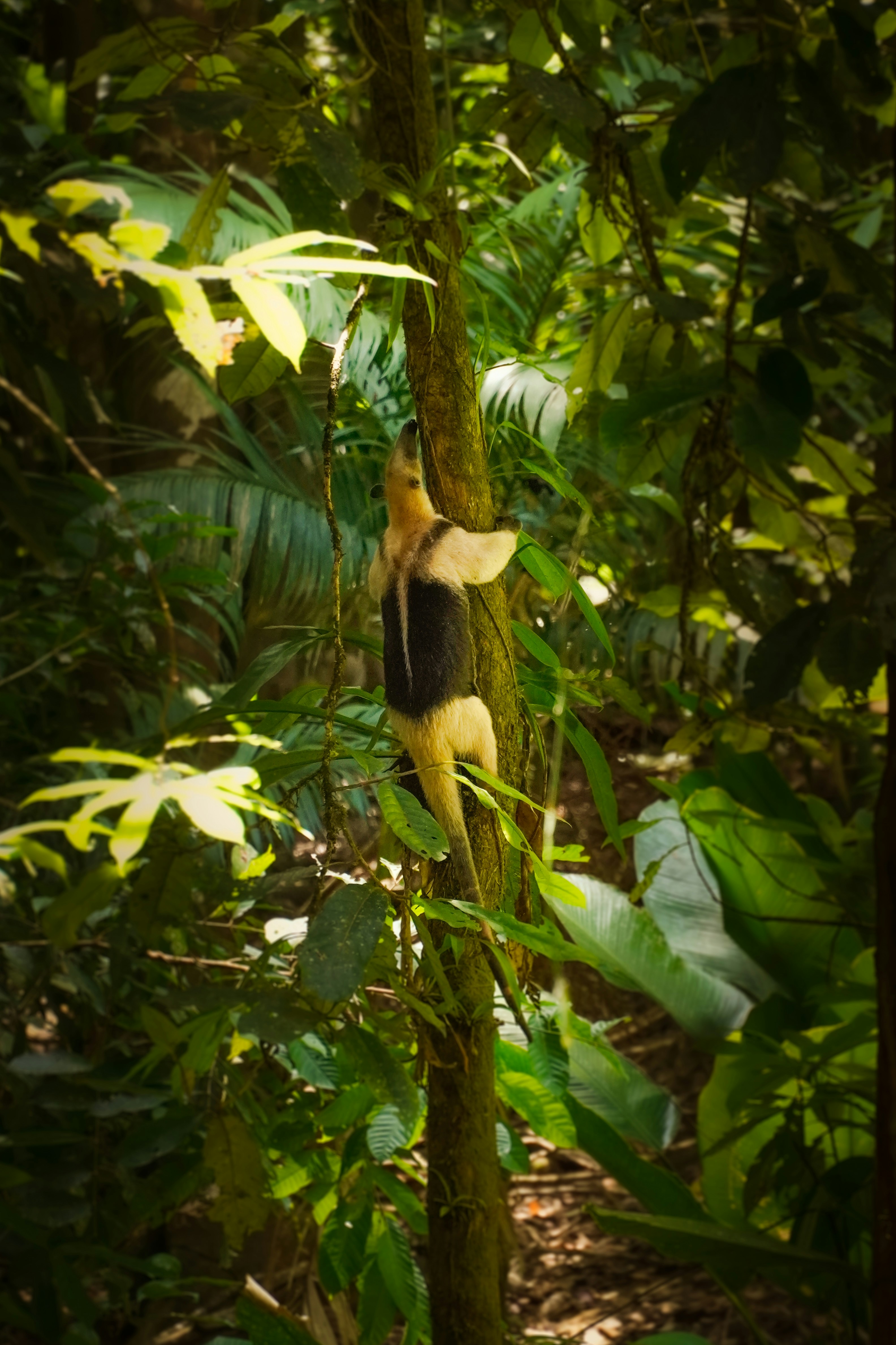 Un tamandua grimpant dans un arbre dans une forêt luxuriante.