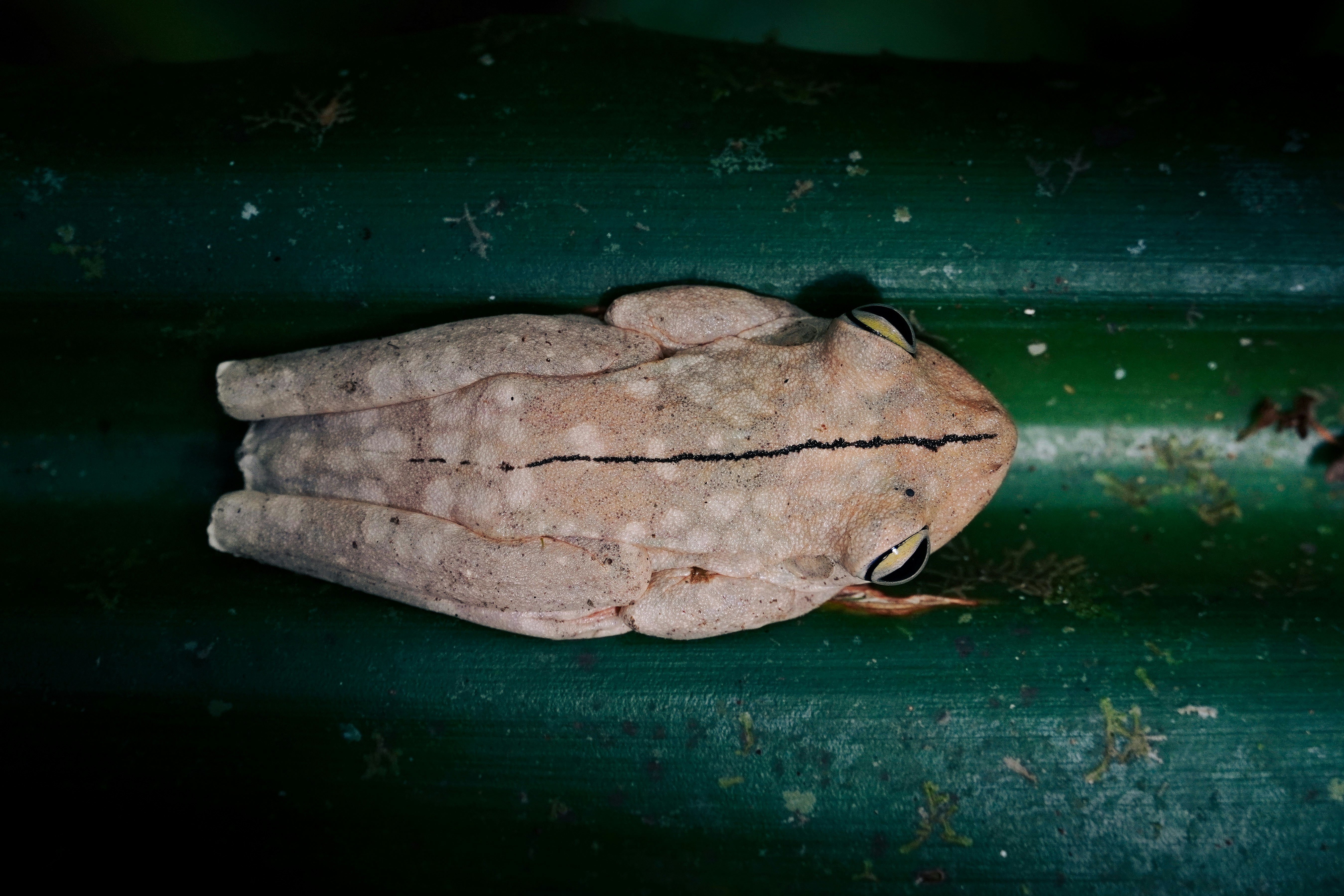 Une grenouille brun clair repose sur une surface verte