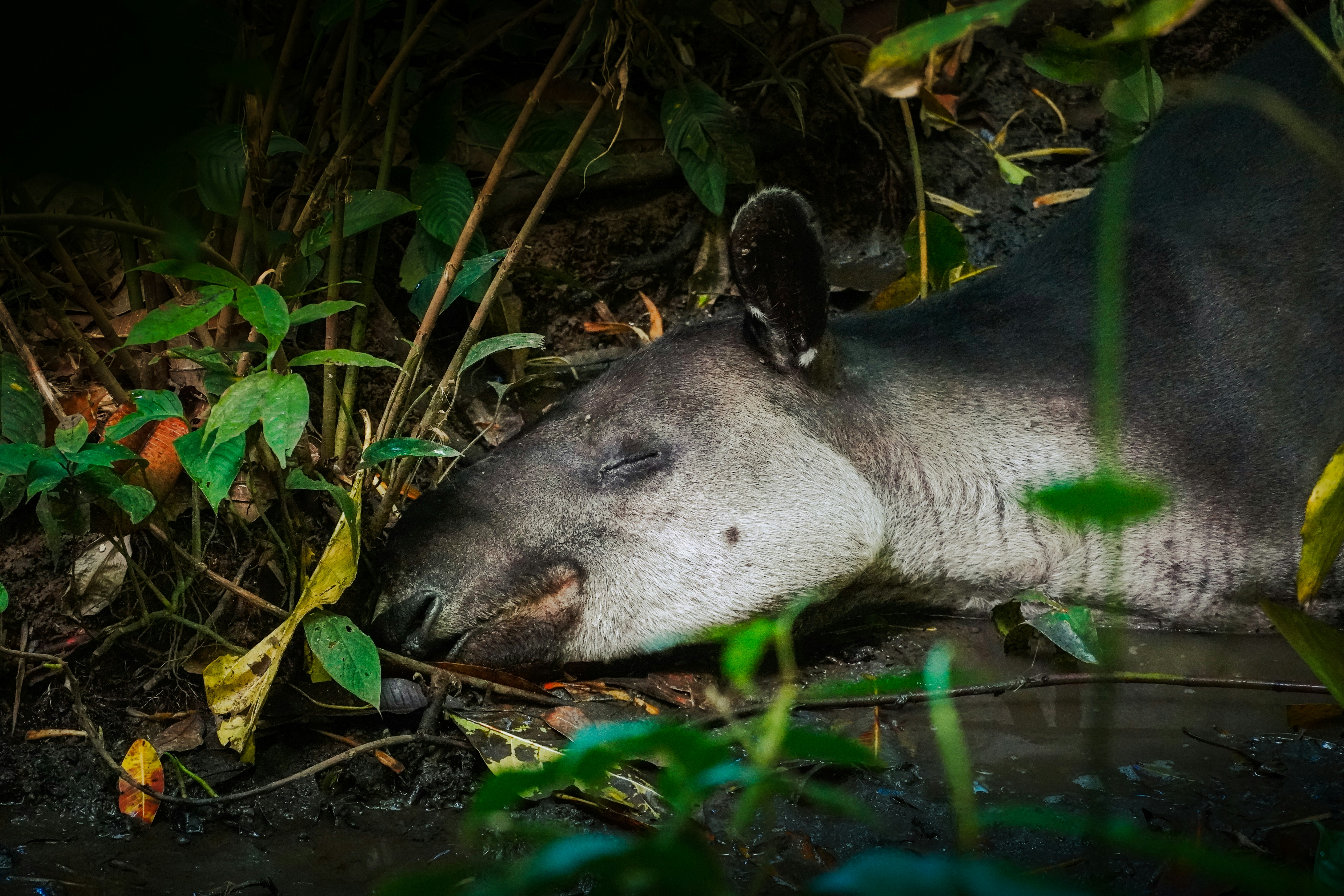 Un tapir repose dans un feuillage verdoyant près de l’eau.