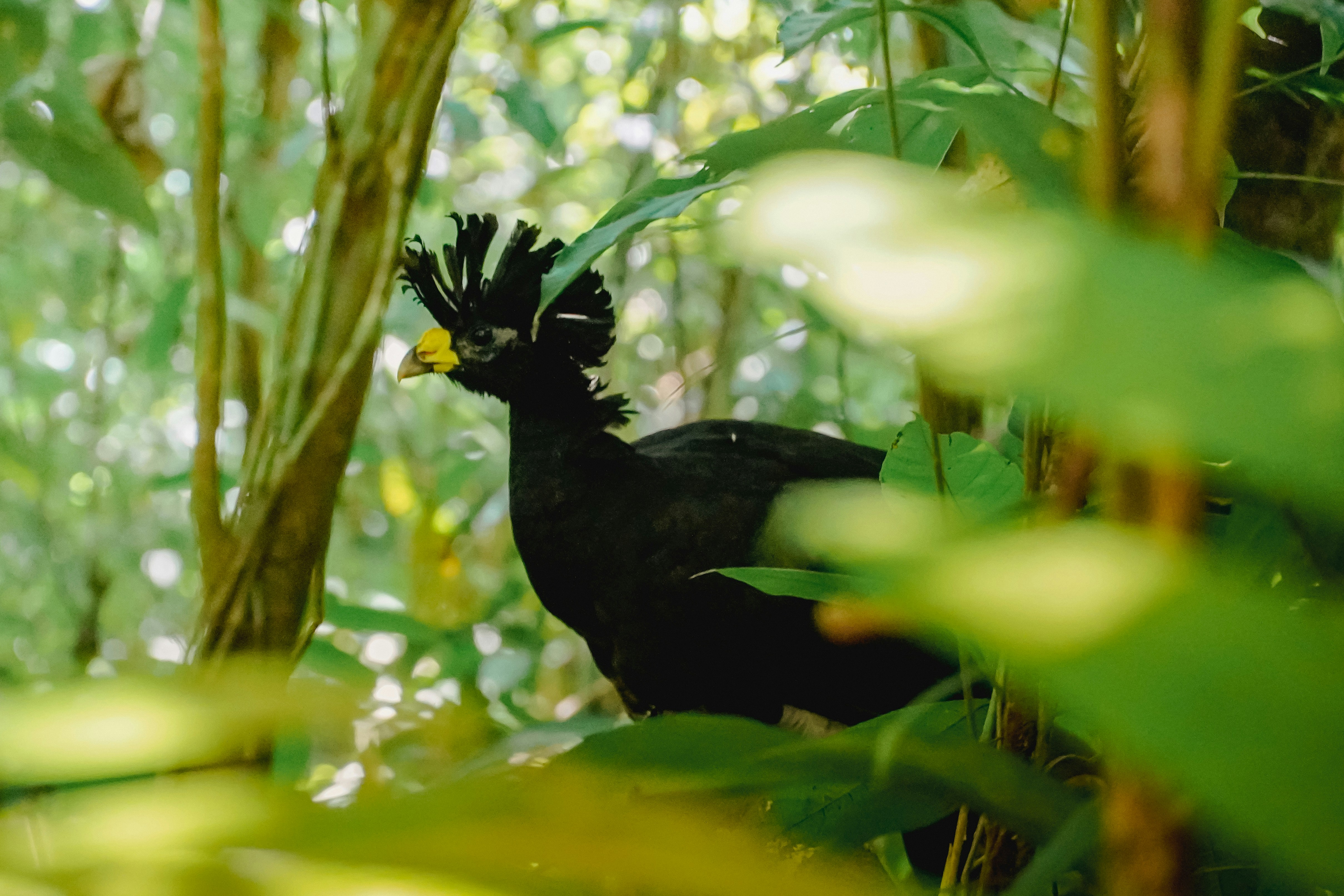 Un oiseau noir avec une crête dans une forêt luxuriante.