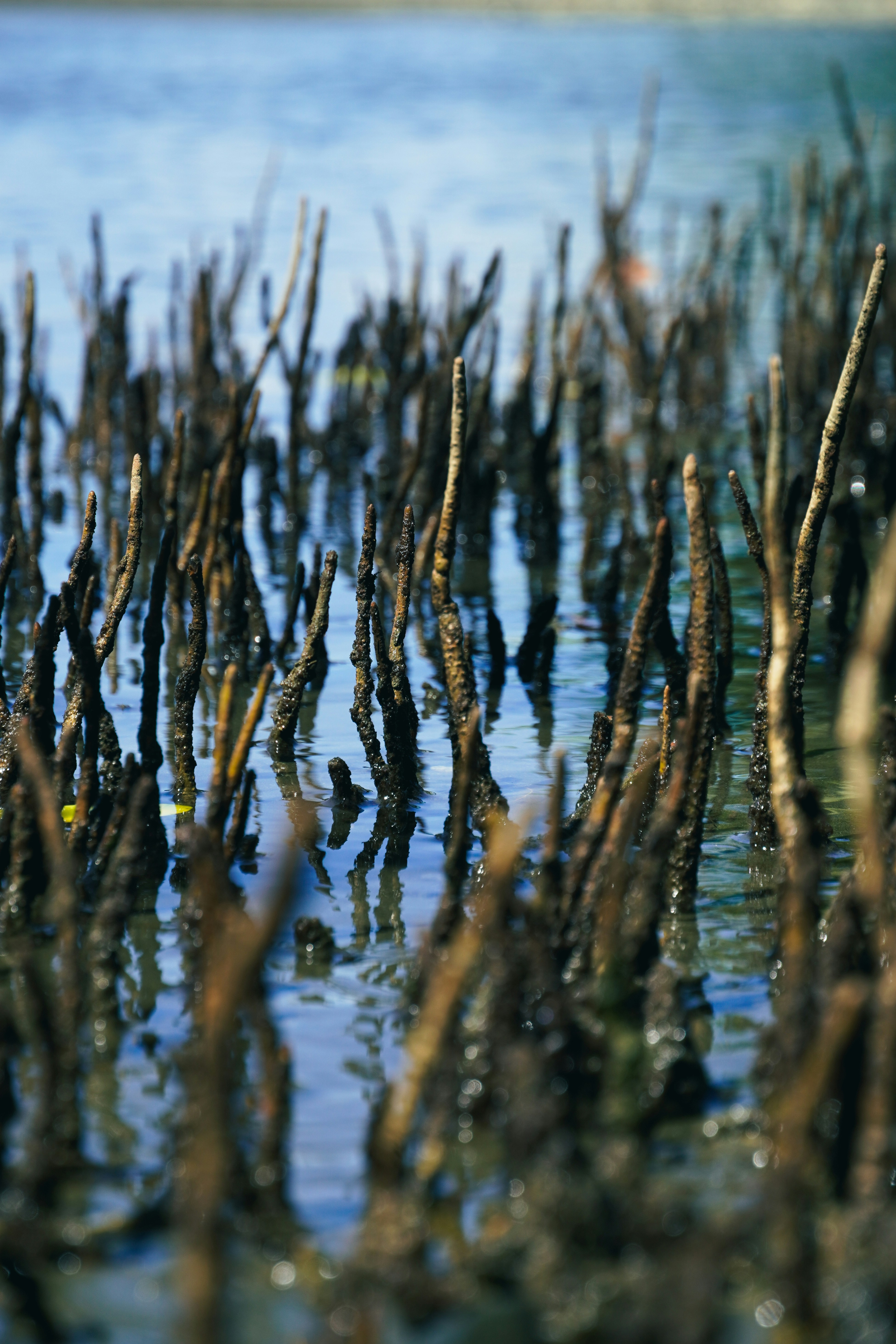 Racines de mangrove émergeant de l’eau