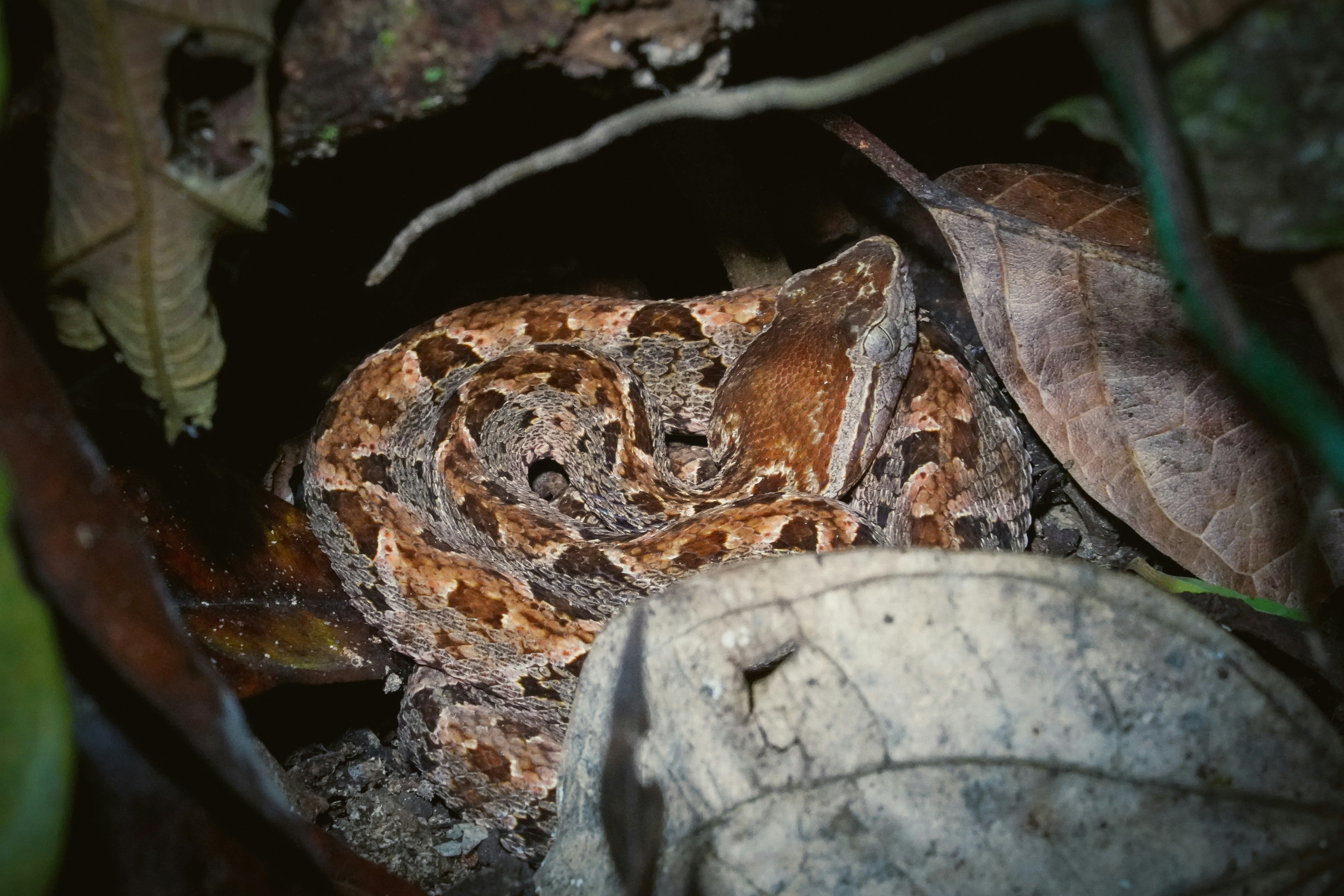Un serpent enroulé avec des marques brunes et fauves sur le feuillage.
