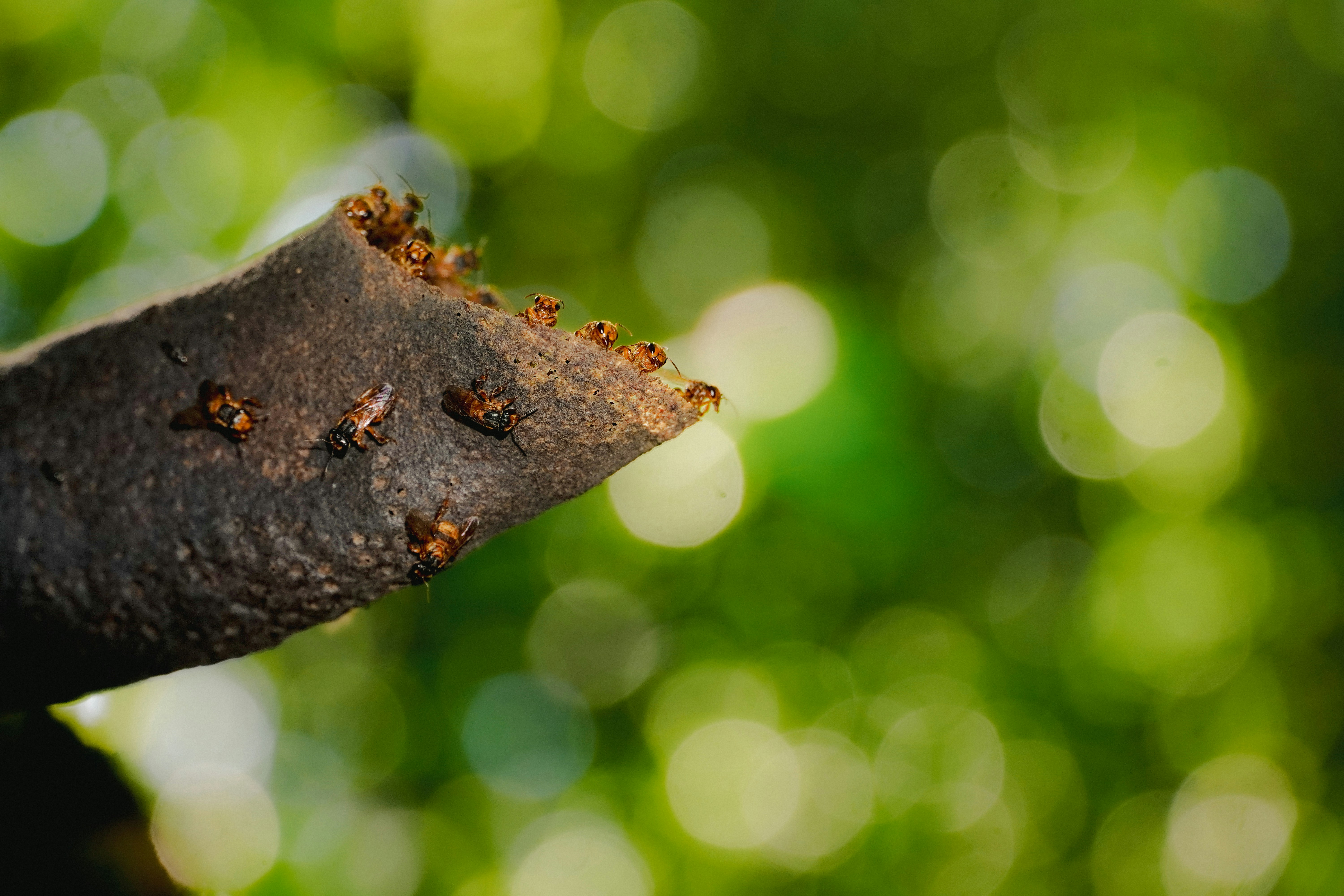 Abeilles sur une branche avec fond de bokeh vert