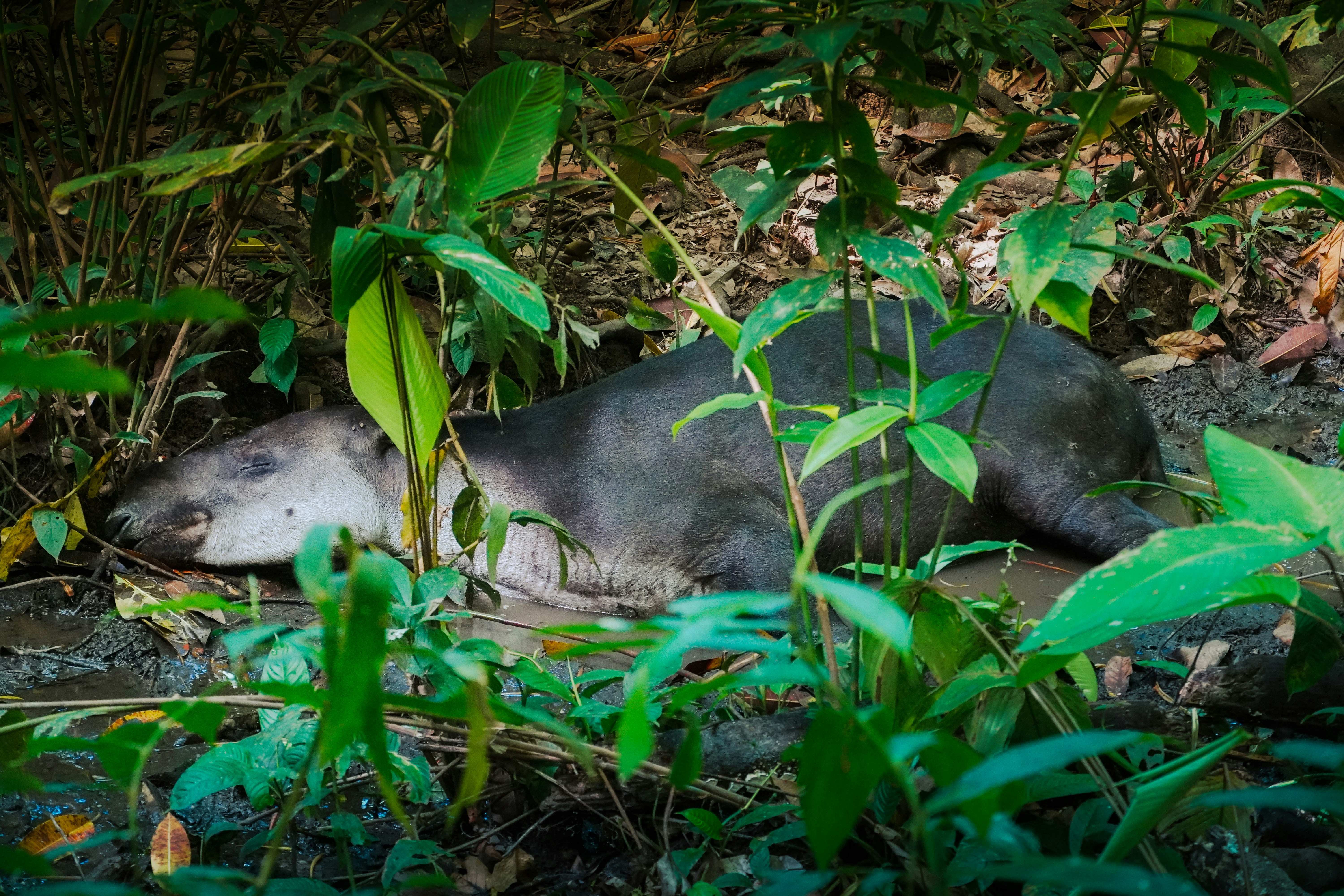 Un tapir repose dans le feuillage boueux de la jungle.