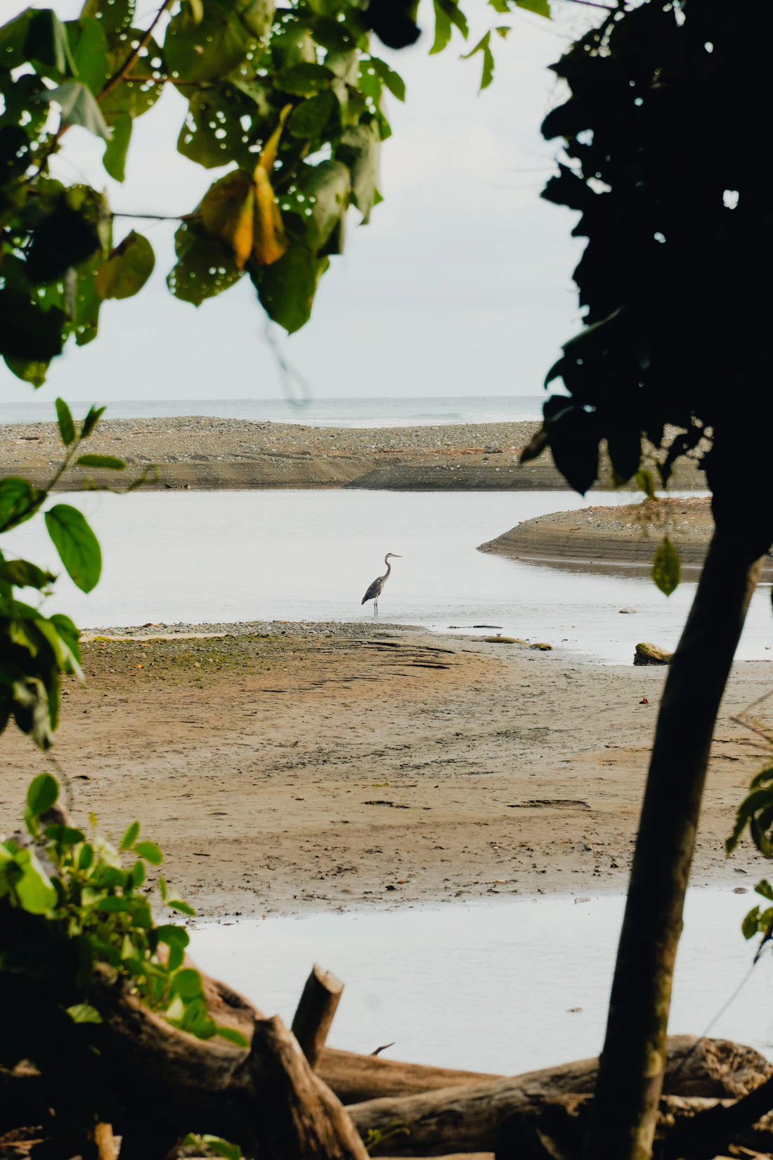 Illustrative heron standing near a rainforest riverbank