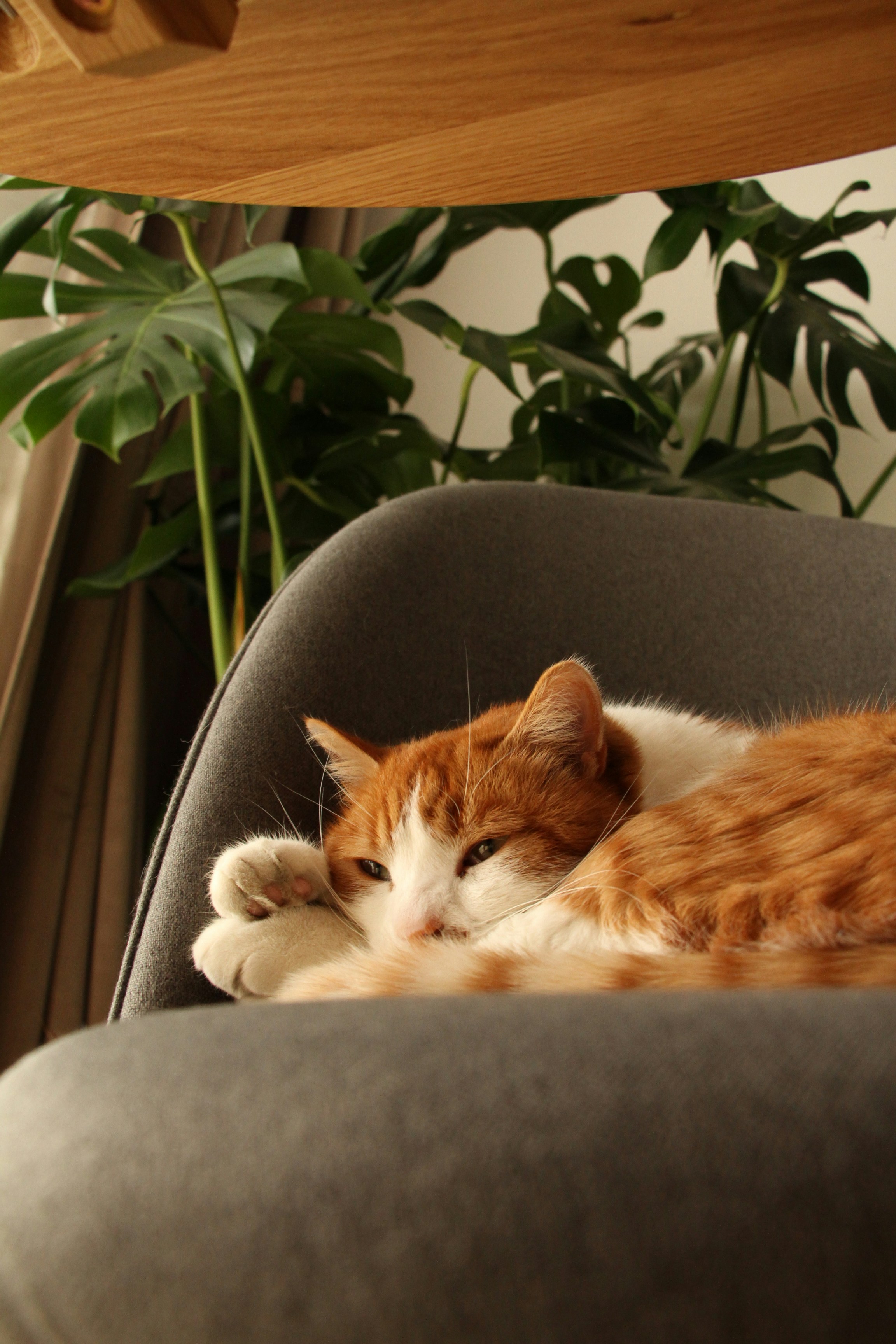 Photo by dmytrodovgan