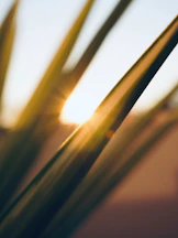 Sunlight filters through green palm leaves at sunset.