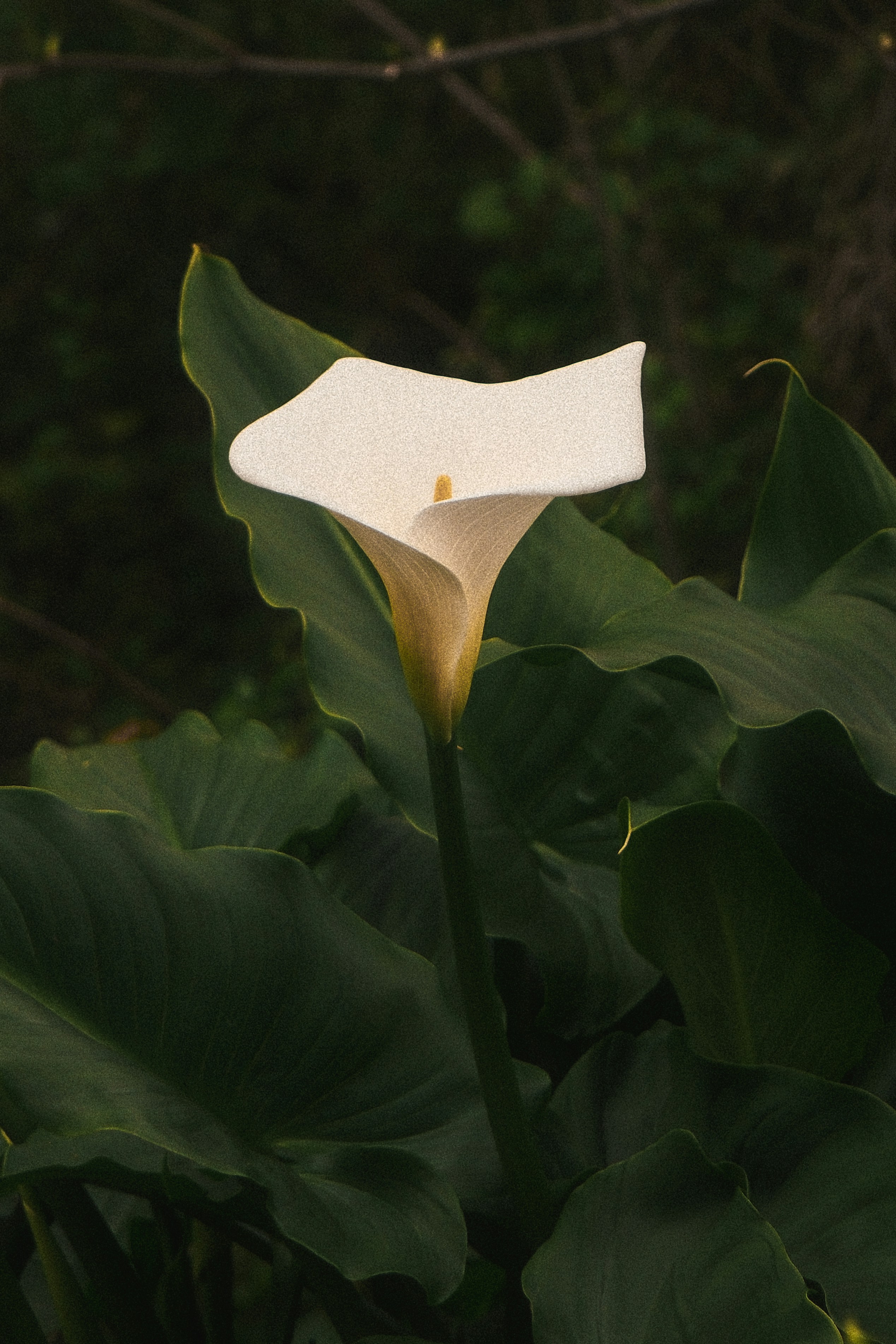 Photo by kalaniparker