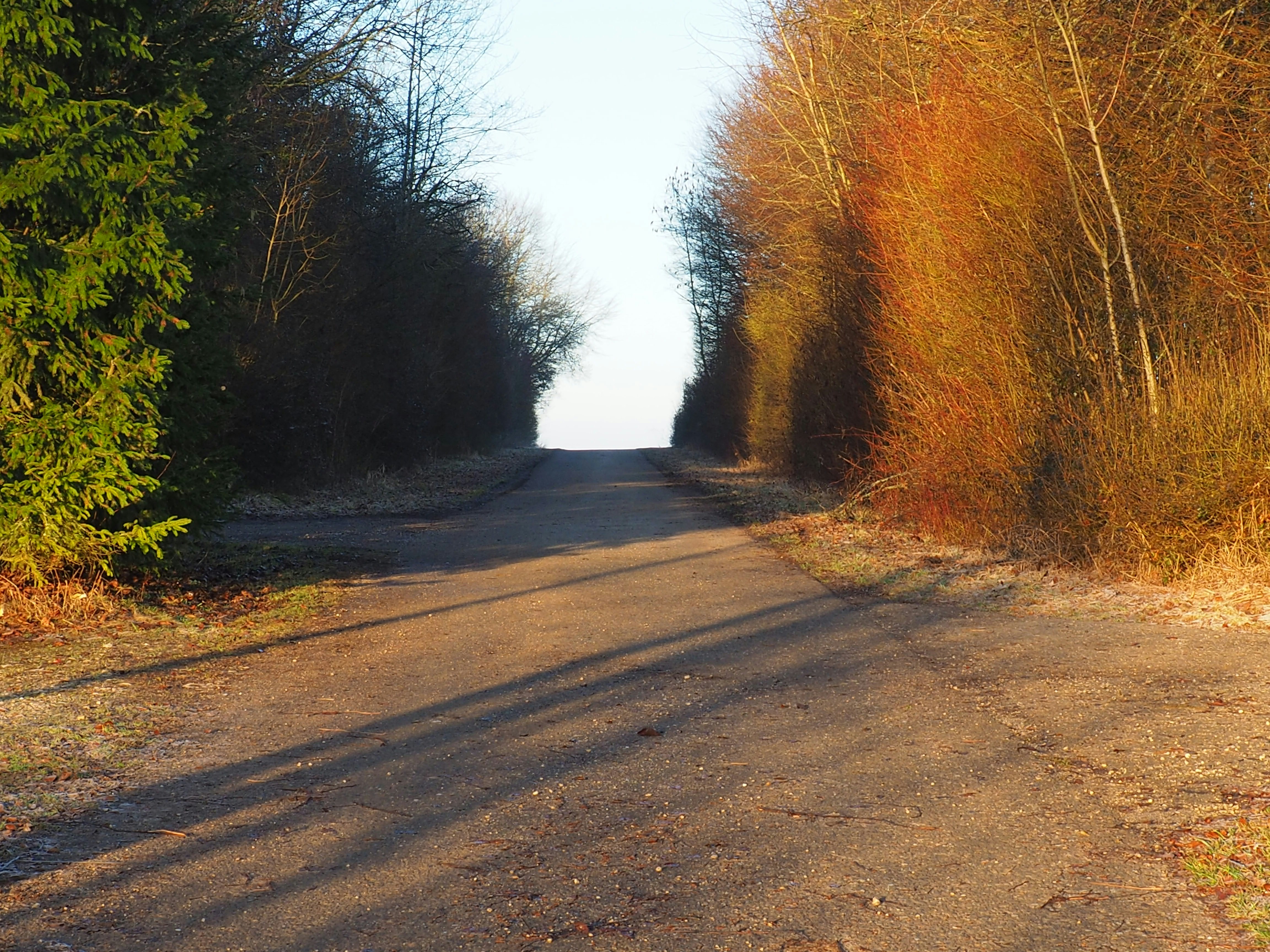 forest trail sunlight, wallpaper, Flow State Hiking: Finding Your Rhythm on the Trail 4