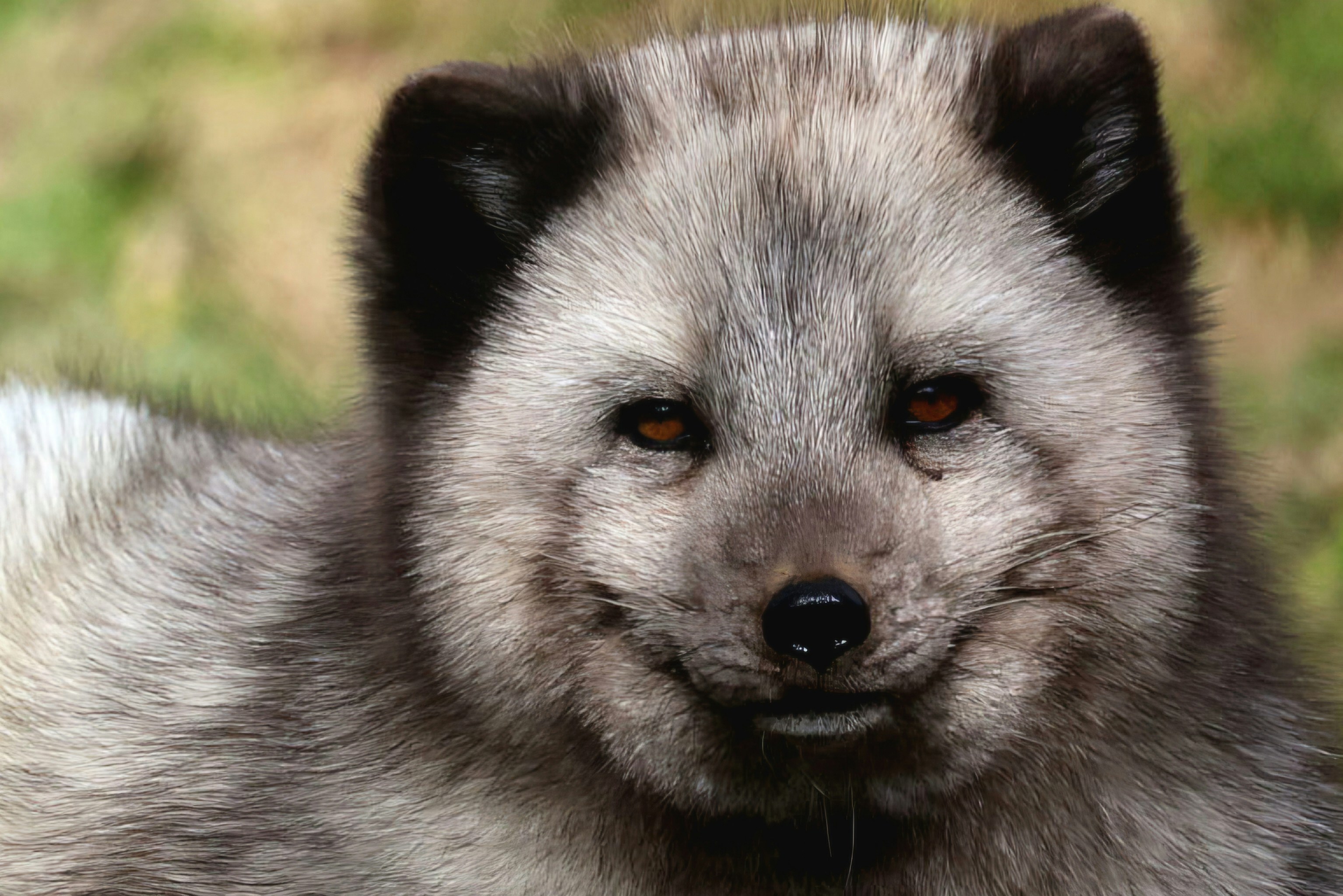 Close-up of a grey arctic fox with dark ears.