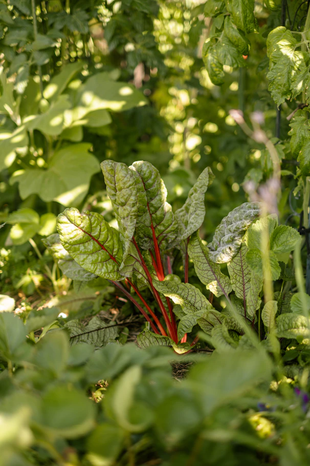 Red chard growing in a lush garden