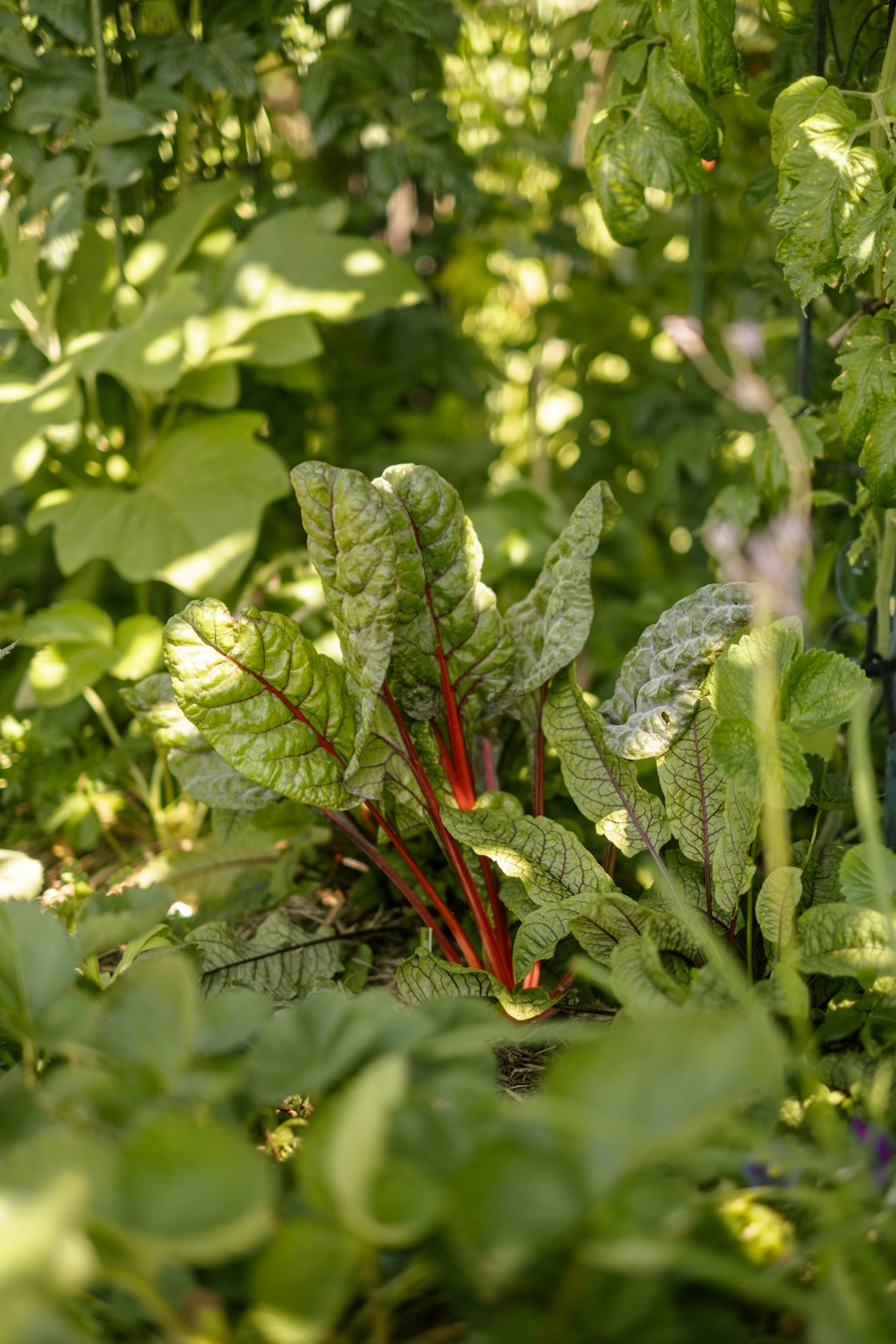 Swiss Chard