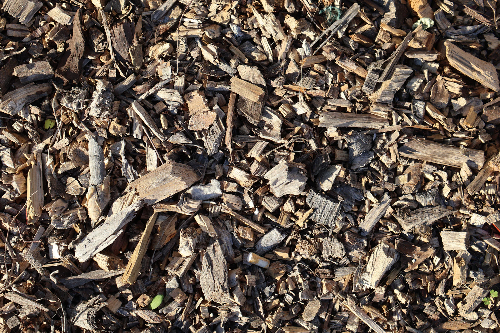 A close view of fresh wood chip mulch covering a garden bed