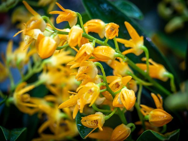 Cluster of small yellow orchids with green leaves