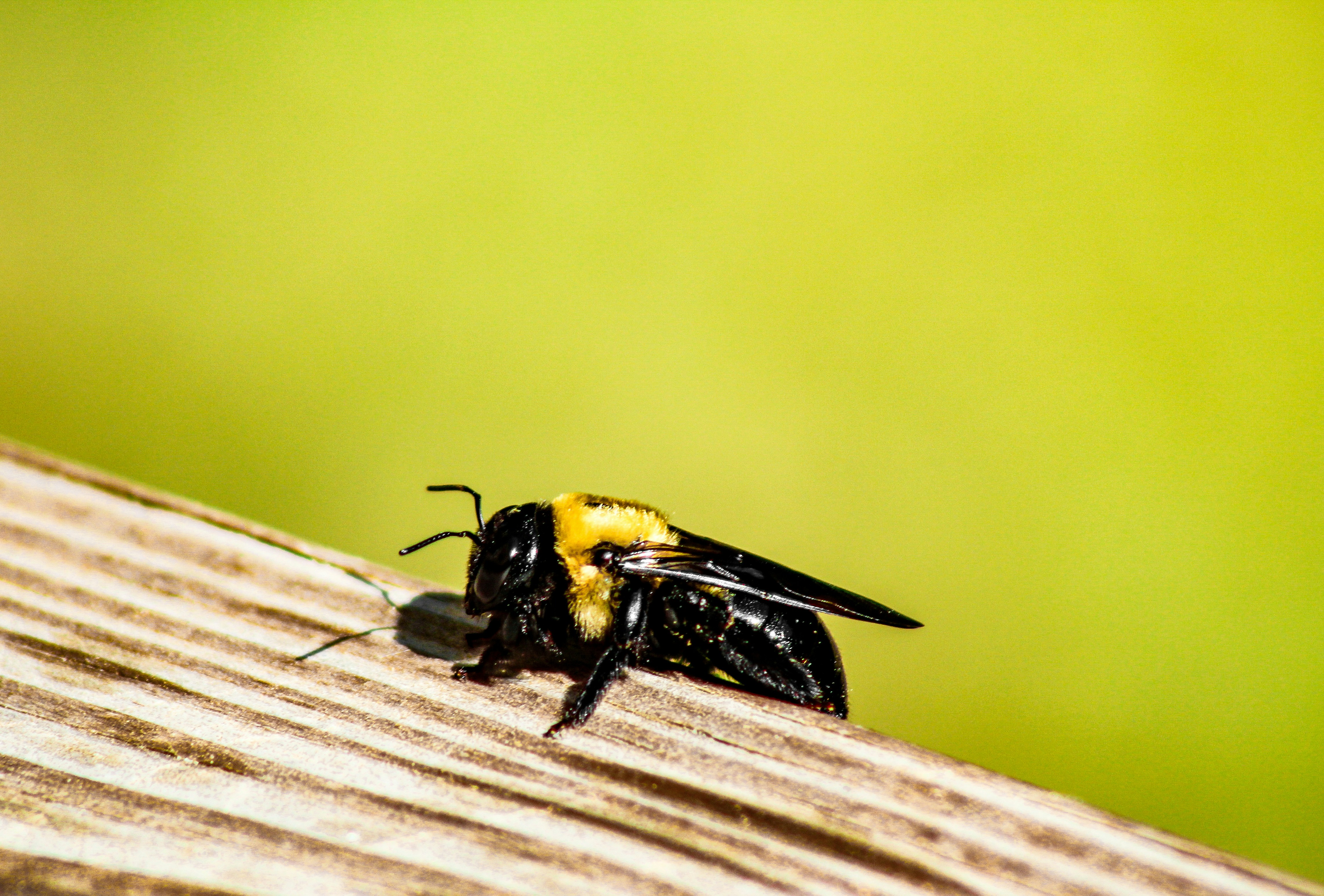 Photo by manrikphoto