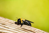 A large carpenter bee on a wooden surface