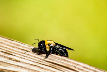 A large carpenter bee on a wooden surface