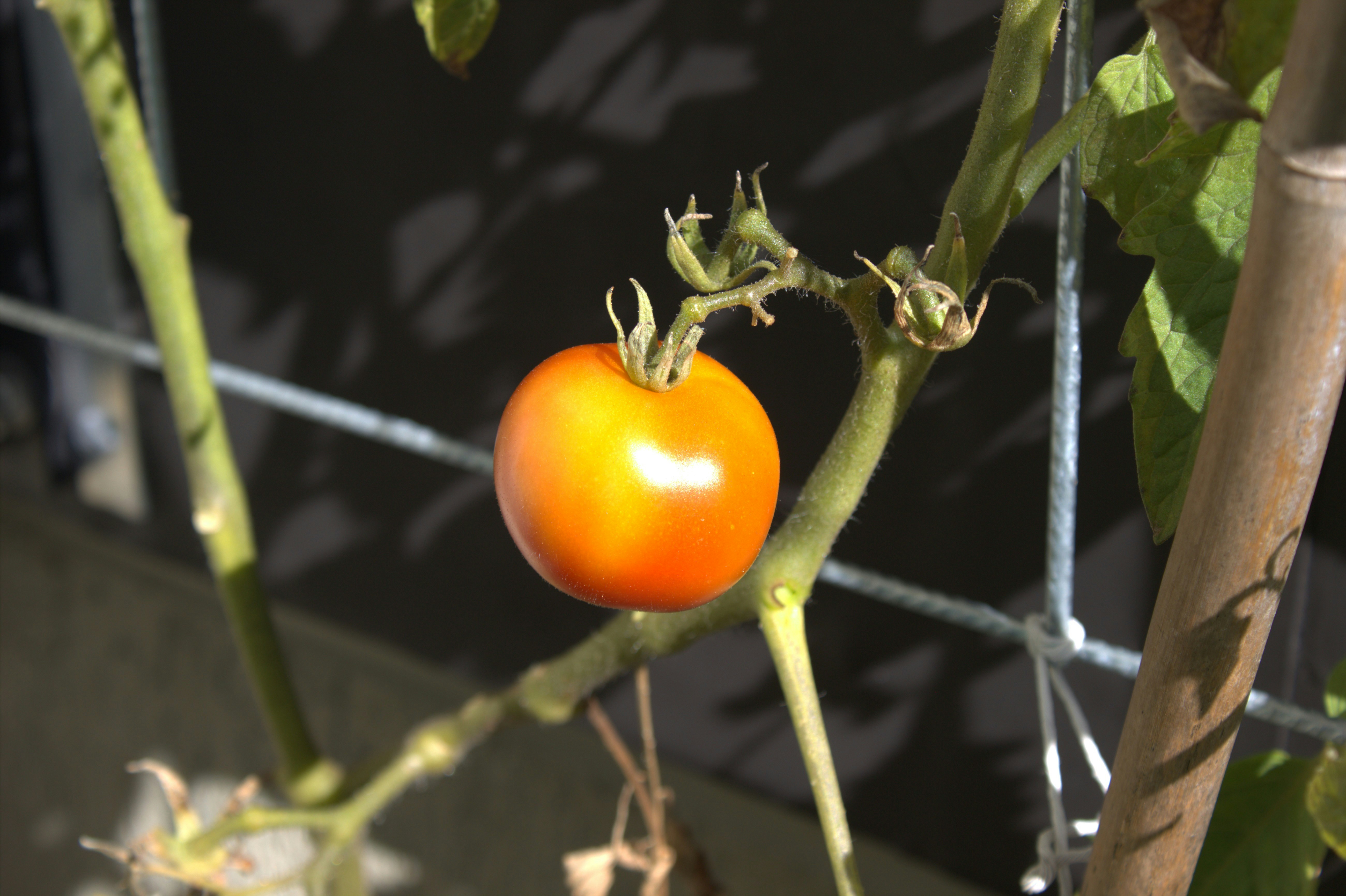Eine einzelne reife Tomate hängt an einer Rebe.