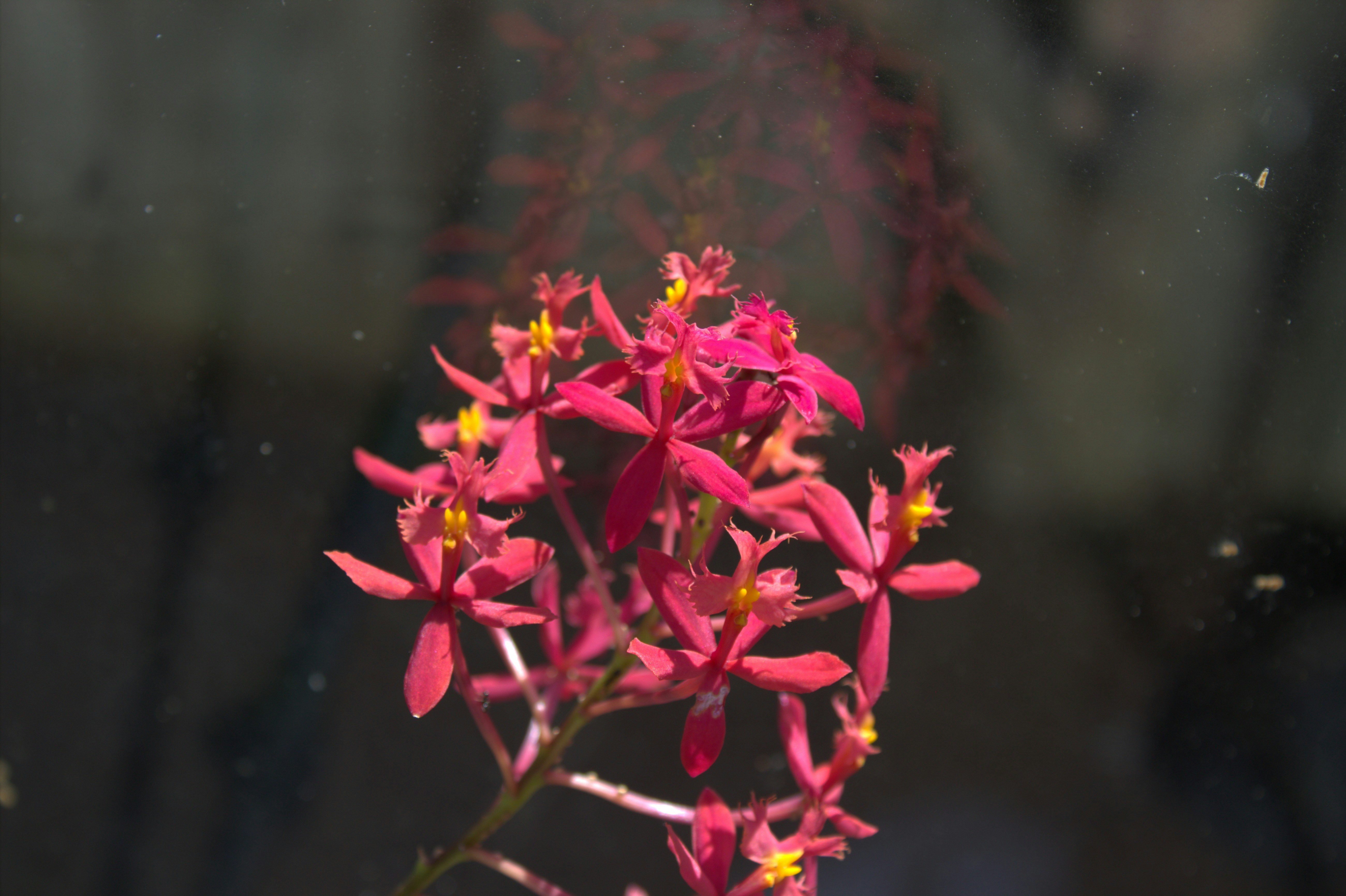 Eine Ansammlung leuchtend roter Orchideen mit gelben Mitteln.